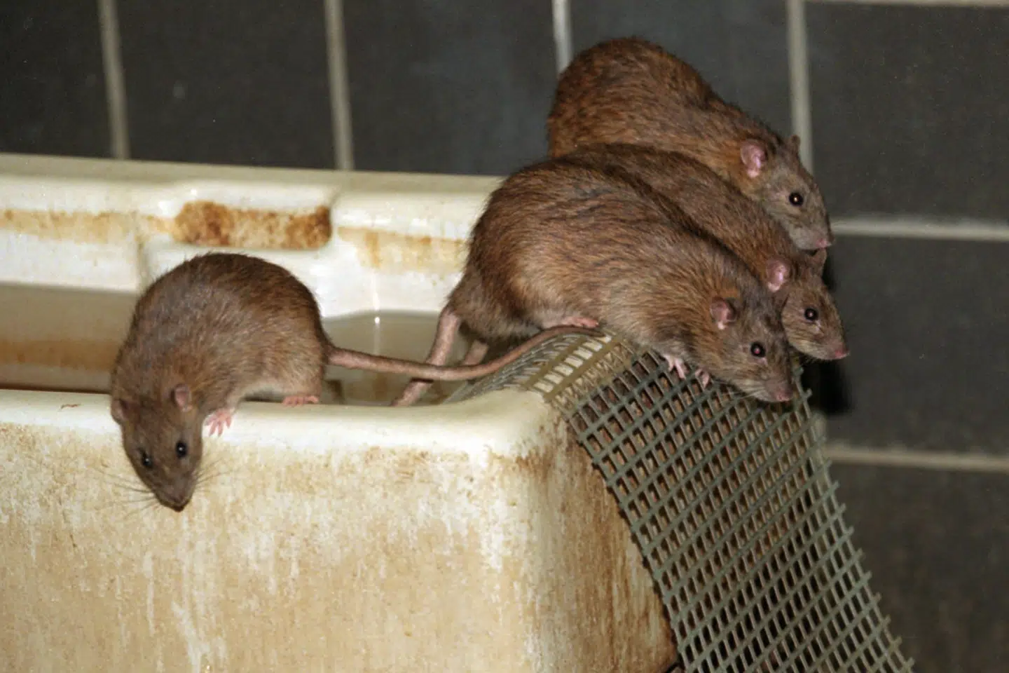 Mange stikledninger - altså kloakledninger ud til hovedledningen - er ifølge rottebekæmper Peter Weile i utrolig dårlig forfatning på grund af tæring fra tidens tand og rotter. (Arkivfoto) Linda Kastrup/Ritzau Scanpix