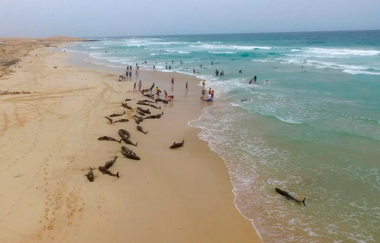 Her kan du se de mange definer ligge livløse langs kysten.