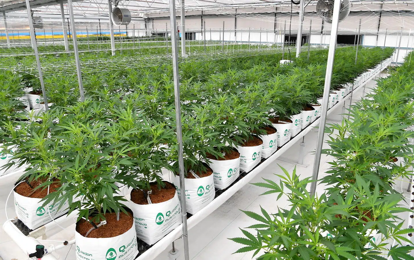 Flere cannabisplanter gror på Medifarm ved Australiens Sunshine Coast.