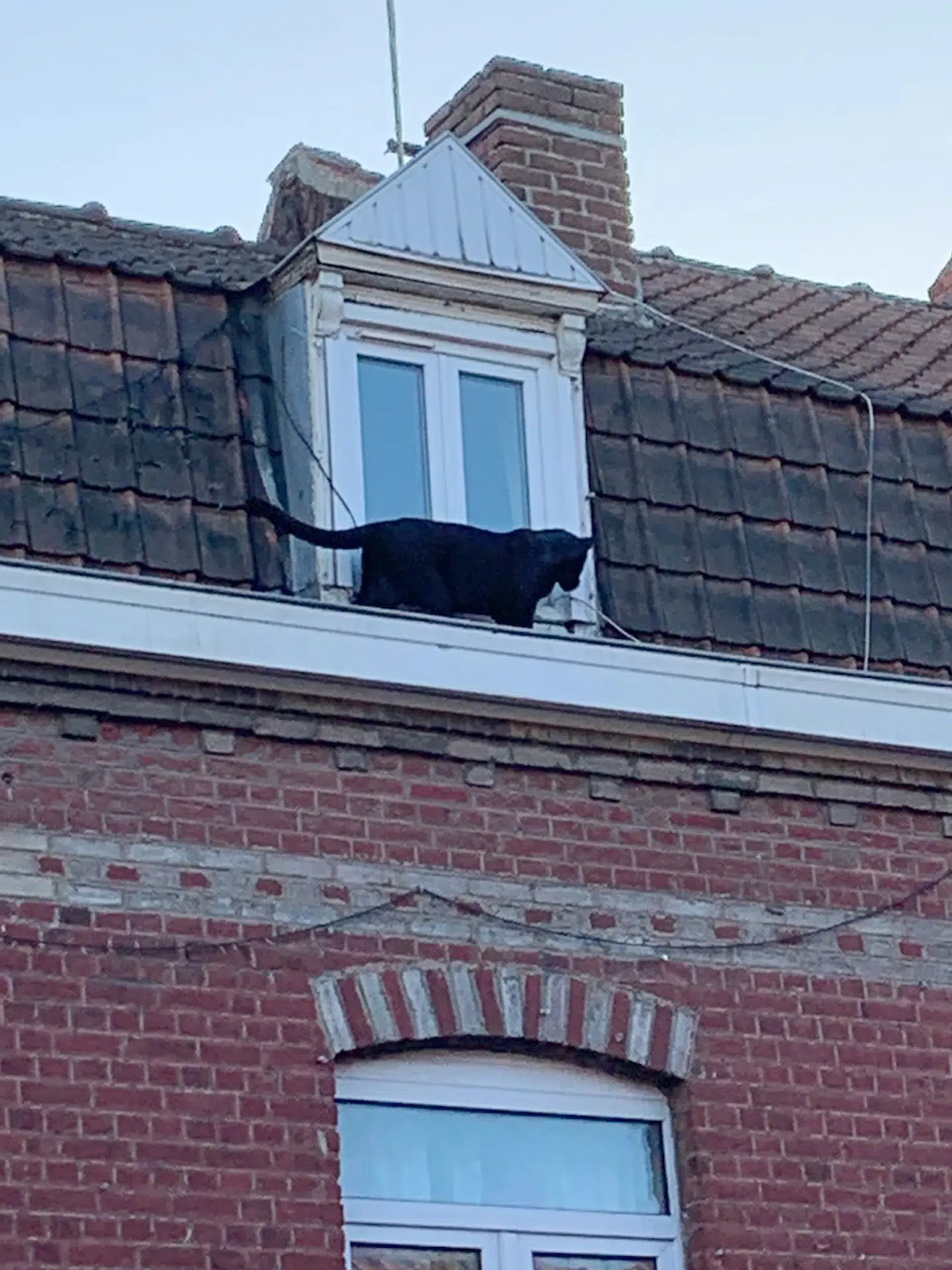 Jaguaren er ifølge Randers Regnskov både større og kraftigere bygget end en leoparden. Den har så kraftige kæbemuskler, at den kan bide med en kraft på op til 910 kgf – dobbelt så hårdt som en løve.