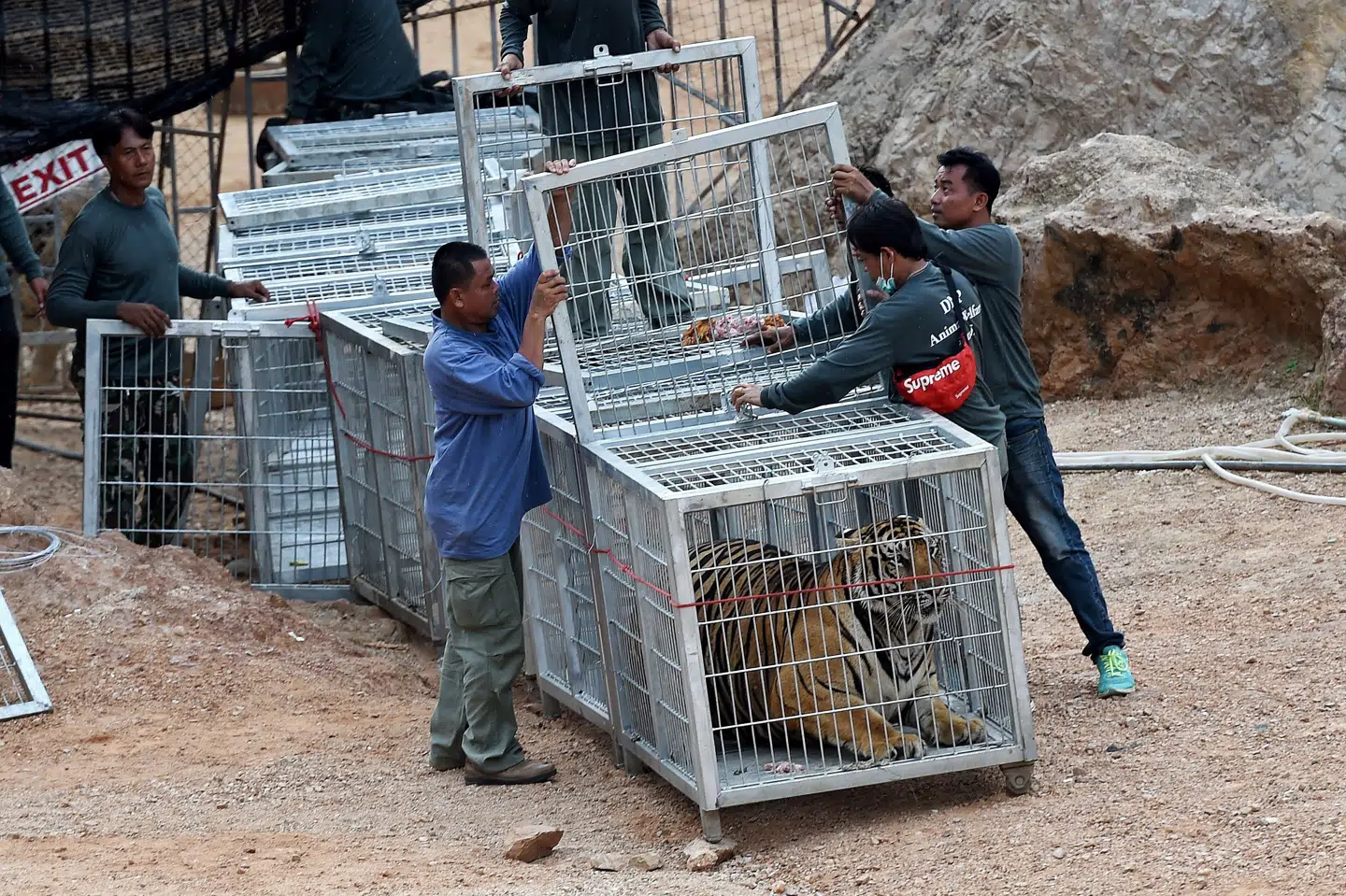 Turister kunne fodre tigre og tage billeder med tigerunger i det berømte Tigertempel i Thailand, indtil myndighederne reddede templets 147 tigre på grund af mistanke om dyremishandling og ulovlig salg af tigre. Billedet er taget under redningsmissionen i maj 2016. Christophe Archambault/Ritzau Scanpix