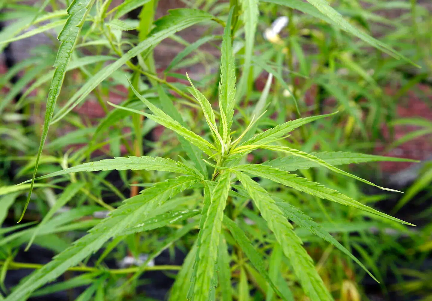 Cannabisplanter der dyrkes som et forsøg i Chao Phraya Abhaibhubejhr Hospitalet i Prachinburi provincen. Thailand tillod cannabis til medicinsk brug i februar.