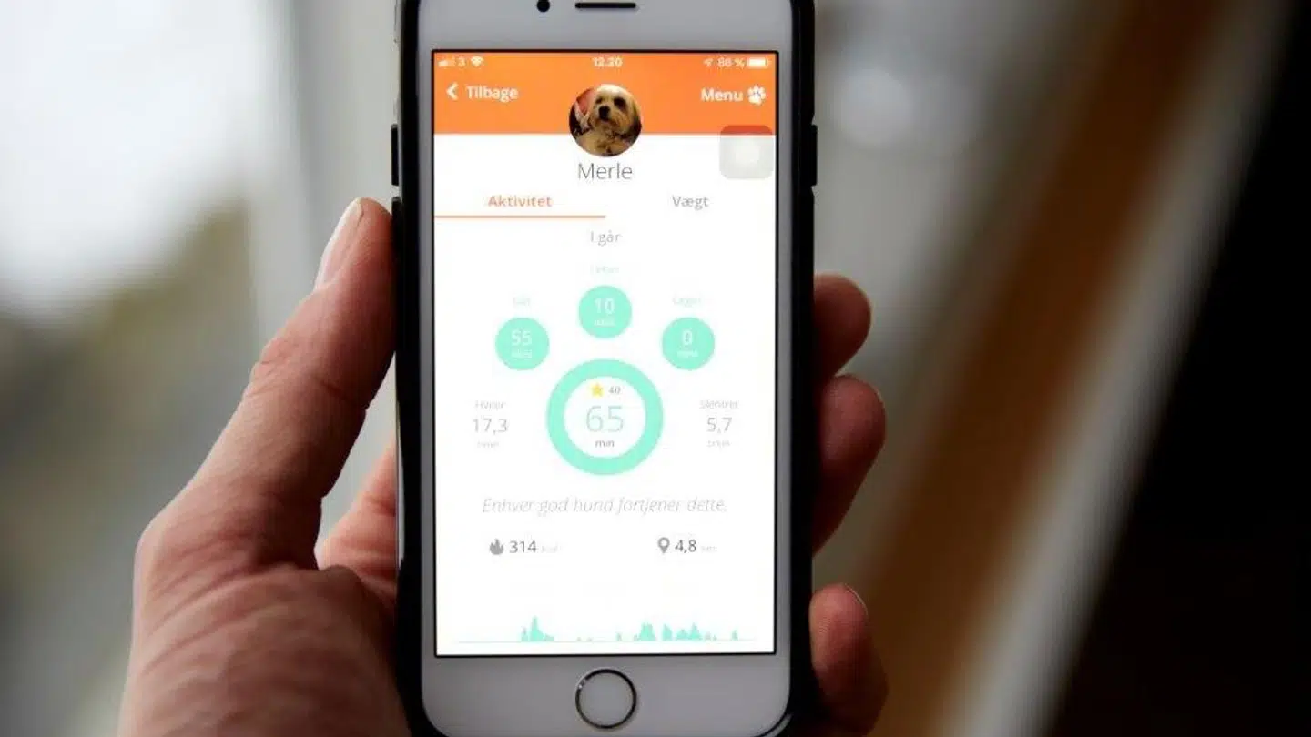 Data fra Pitpat sendes dagligt til en app, så hundeejeren kan følge med i, om hunden har fået nok motion og nået dagens mål. Foto: PR.