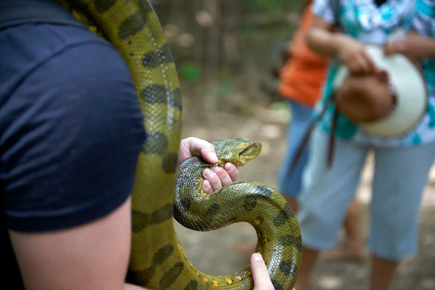 På dette foto ses en anaconda (Eunectes murinus) på et ikke specificeret sted i den brasilianske Amazonas-regnskov.