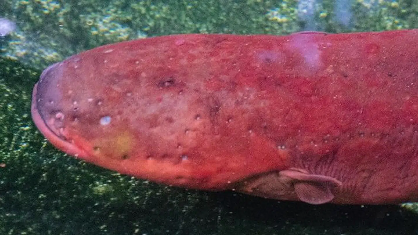Nye genetiske analyser viser, at den elektriske ål i virkeligheden består af tre arter. Her ser du den nyopdagede Electrophorus varii, der foretrækker at gemme sig i mudret flodvand.
