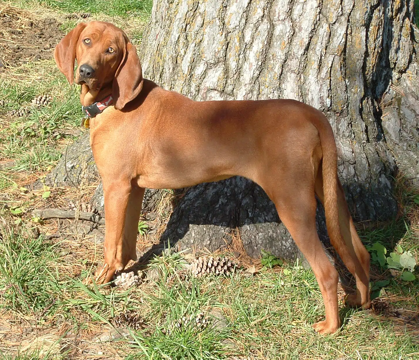 En amerikansk coonhound.