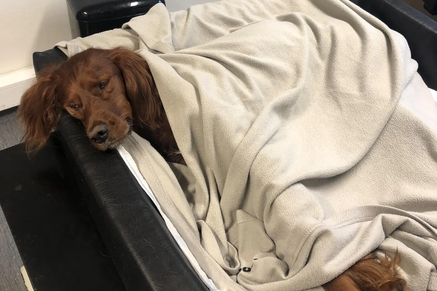 Bianca svøbt i et tæppe hos Dyrlægen. Død af en mystisk sygdom.