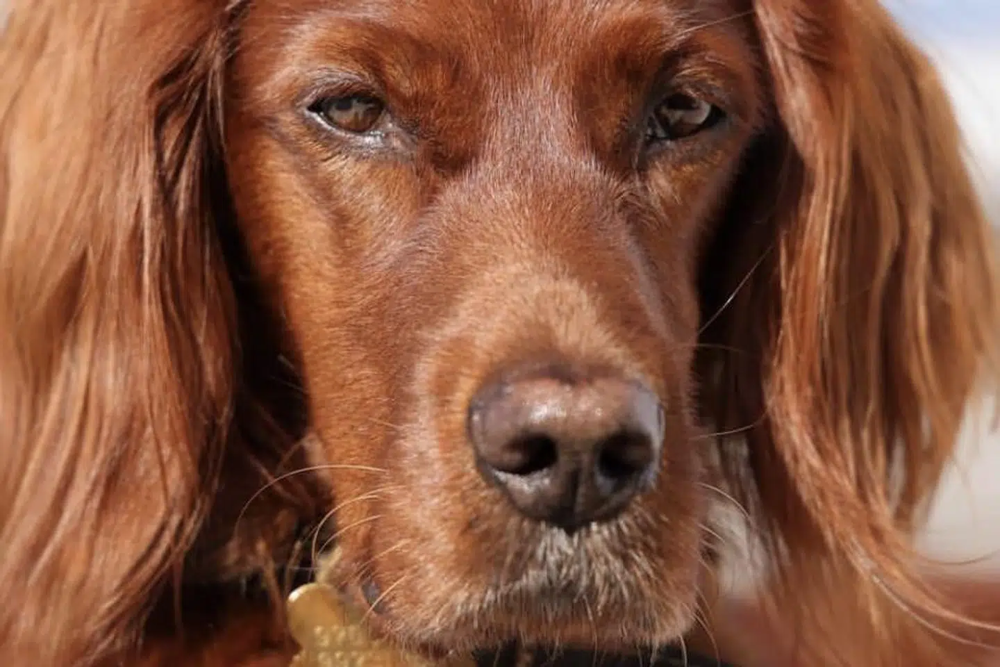 Bianca i sine velmagtsdage, da hun stadig var sund og rask.
