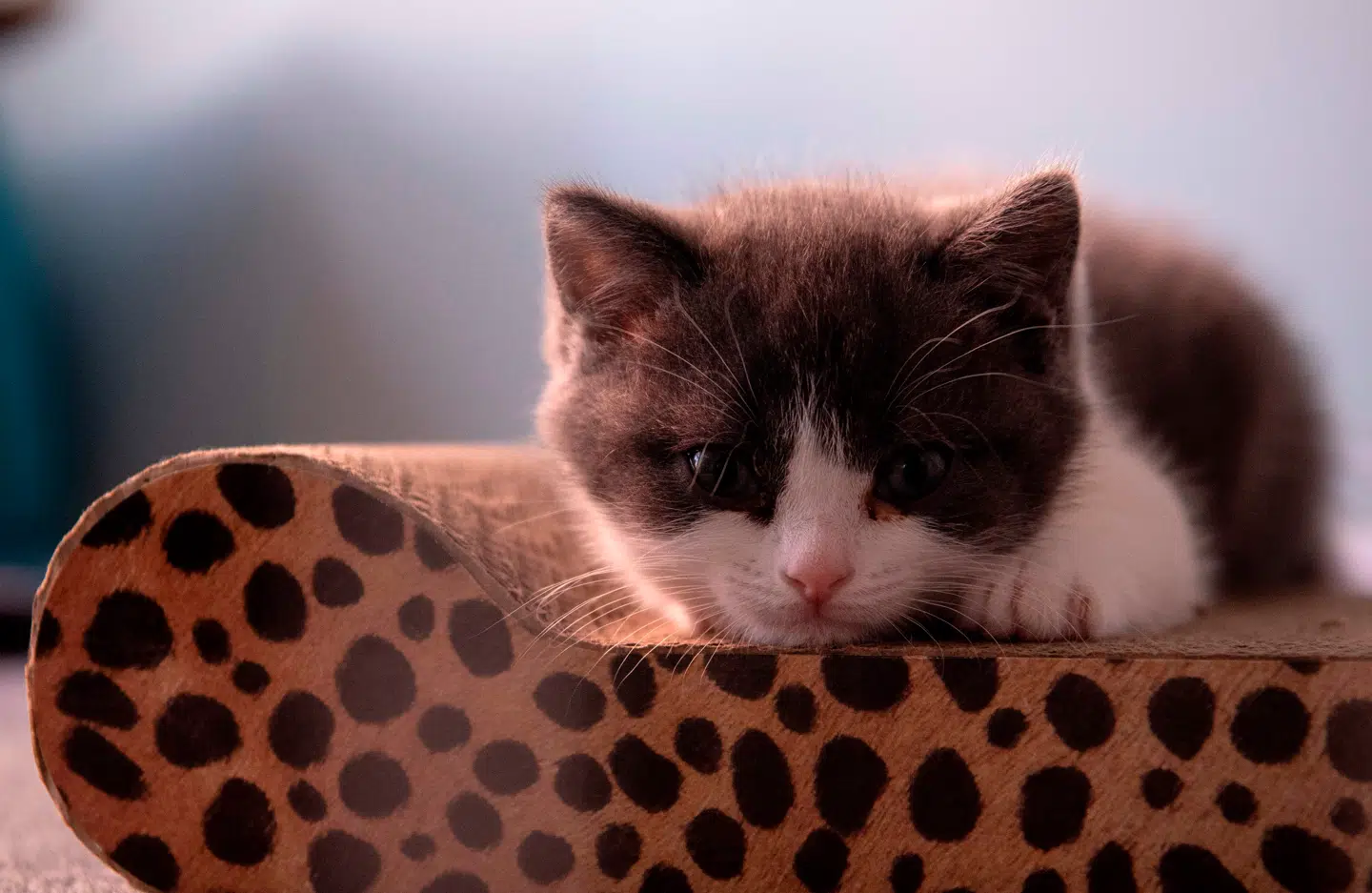 Dette foto fra 2. september 2019 viser Kinas første klonede kat.