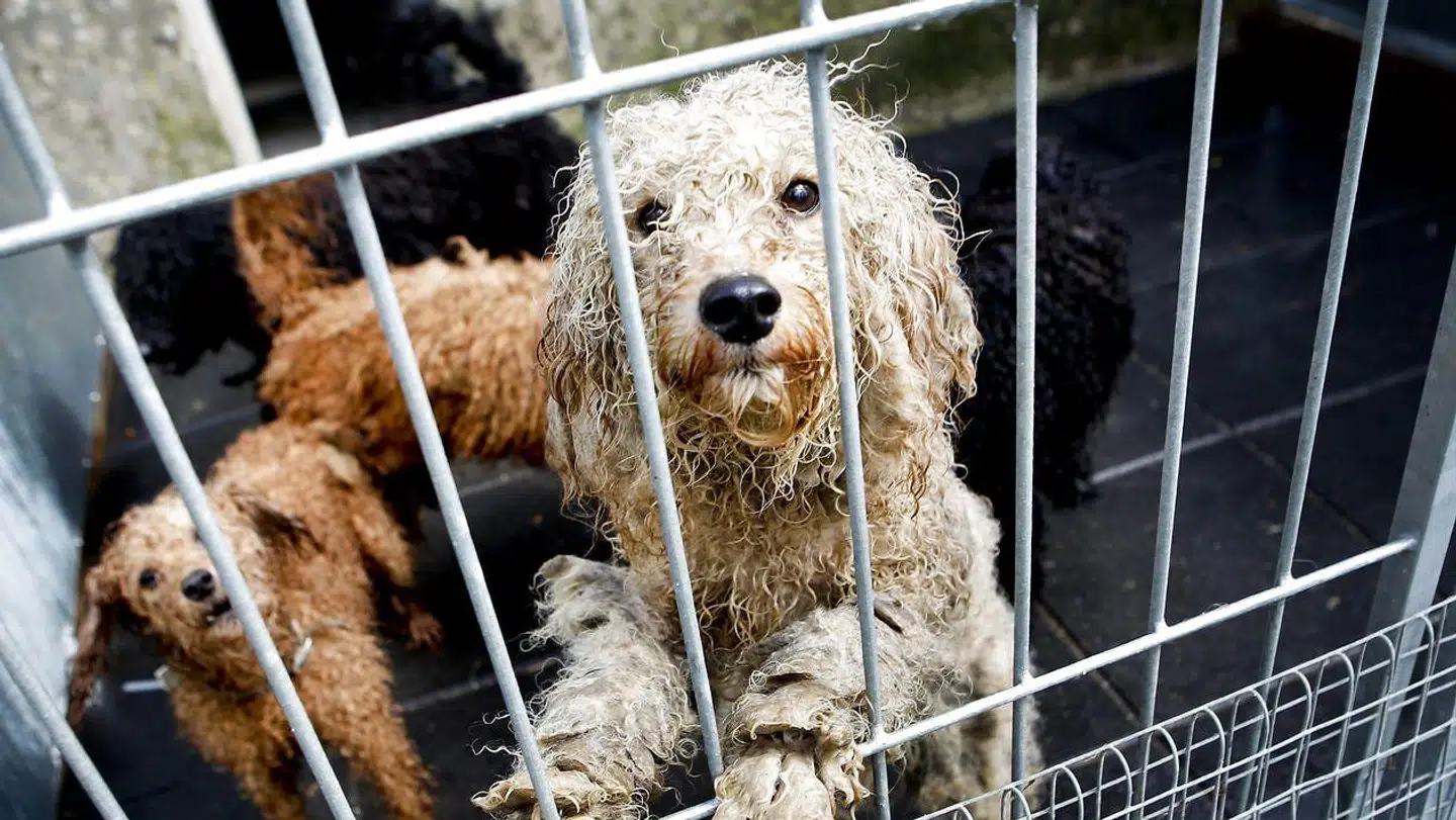 (ARKIV) Hunde indbragt til Sheiksgaard Dyrecenter, den 26. april 2012. Retten idømte østjysk kvinde betinget fængselsstraf for vanrøgt af 61 hunde. Dyrenes Beskyttelse mener, der skal gøres mere for at standse lyssky hundehandlere. NB: Dette billede stammer fra anden dyreværnssag. Det skriver Ritzau, fredag den 12. oktober 2018.. (Foto: Annelene Petersen/Ritzau Scanpix)