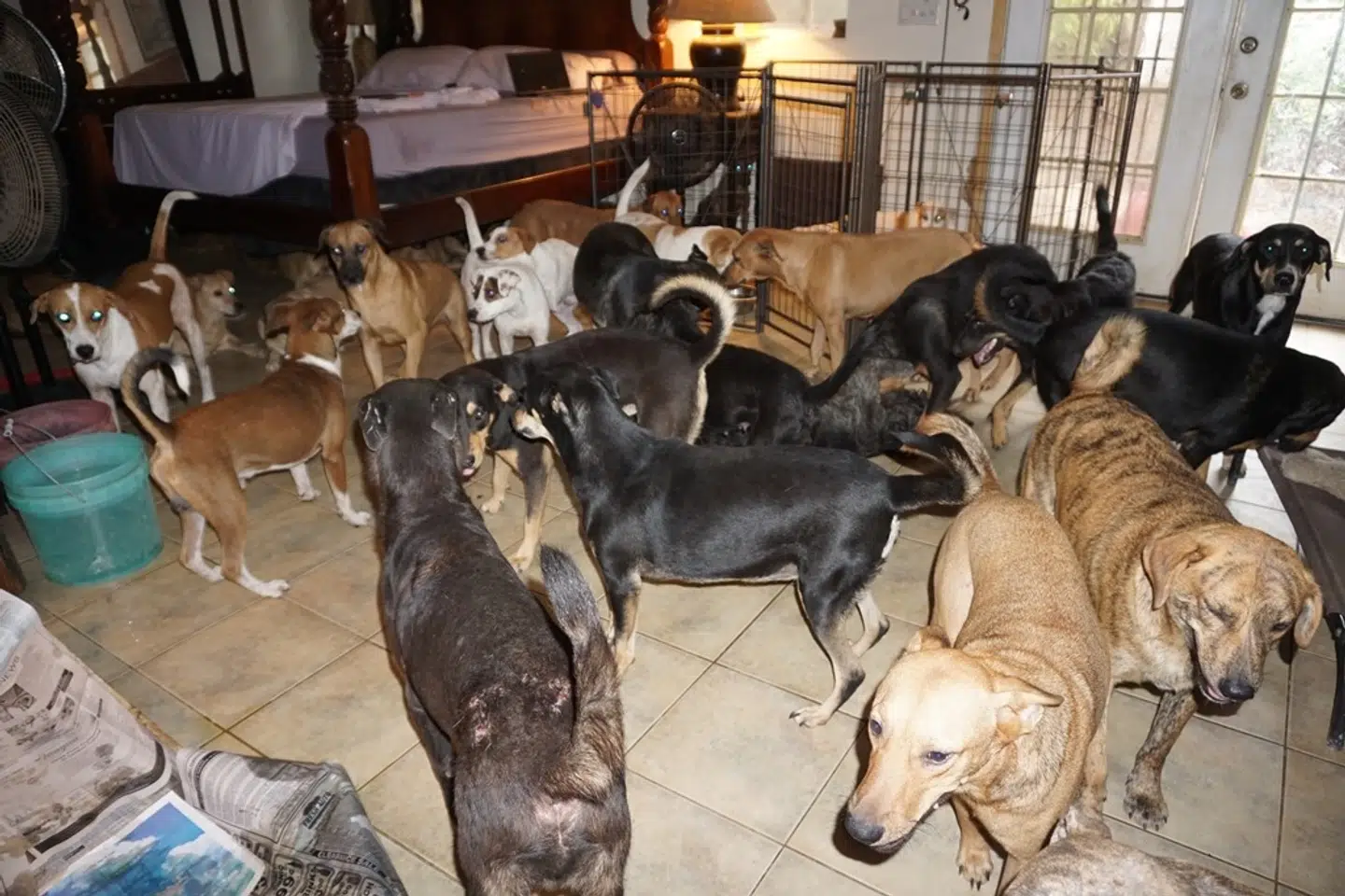 Mange af de herreløse hunde er indkvarteret i soveværelset.