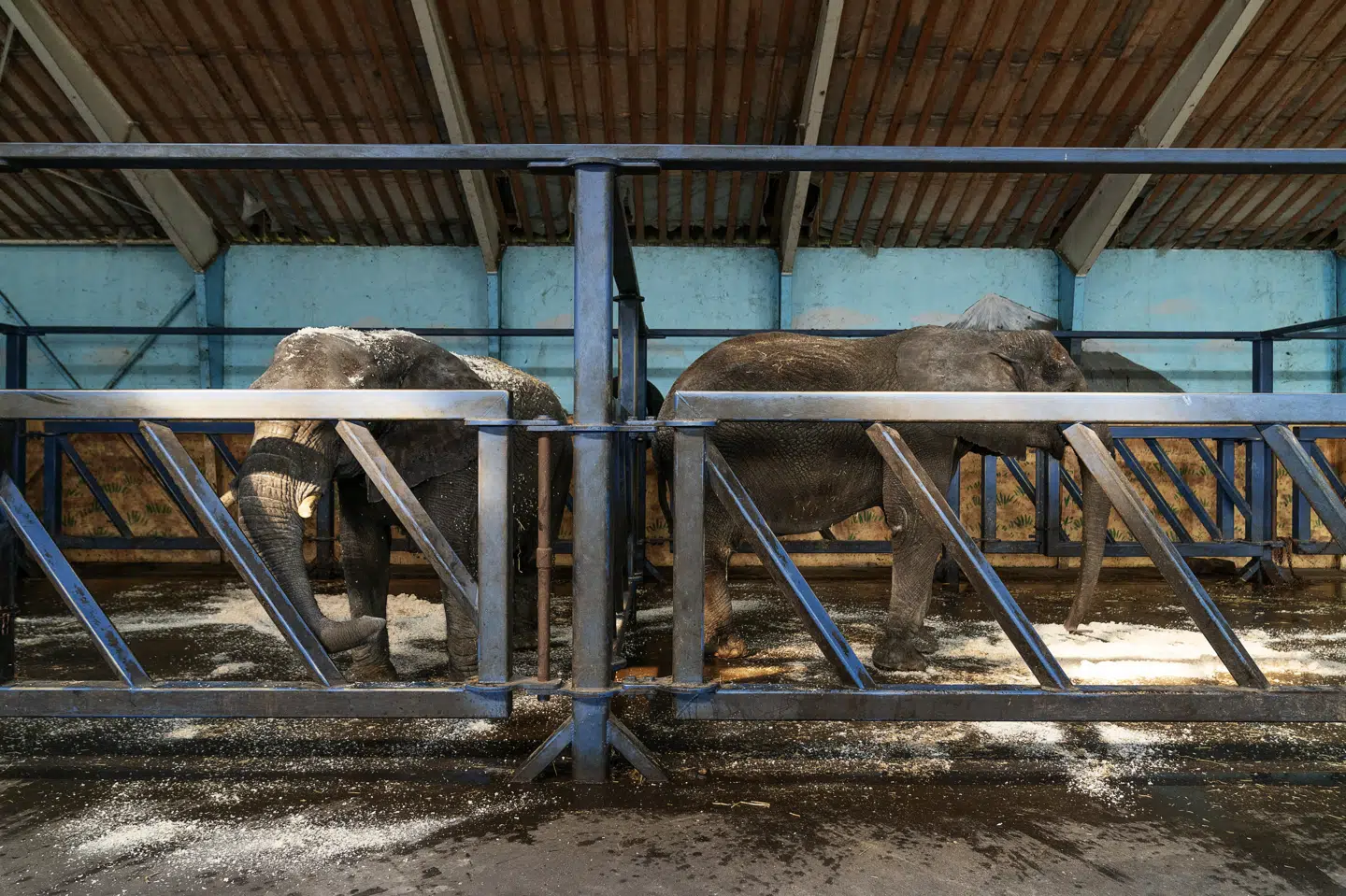 Cirkuselefanterne Lara, Djungla og Jenny, der er fra Cirkus Arena, har i ni måneder stået opstaldet nord for Slagelse. (Arkivfoto). Claus Bech/Ritzau Scanpix