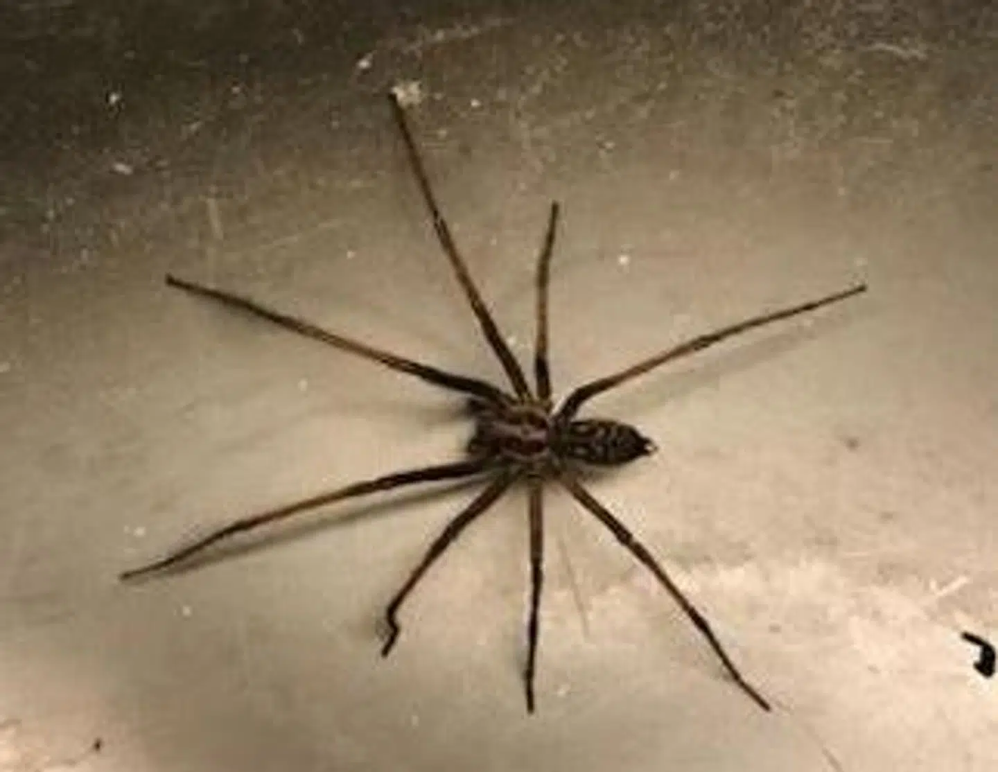 Det er typisk stor husedderkop, der – for nogen – vækker skræk og rædsel i de danske hjem. Det er den, man kan se på billedet her. Fra forben til bagben kan de måle op til 10 cm.