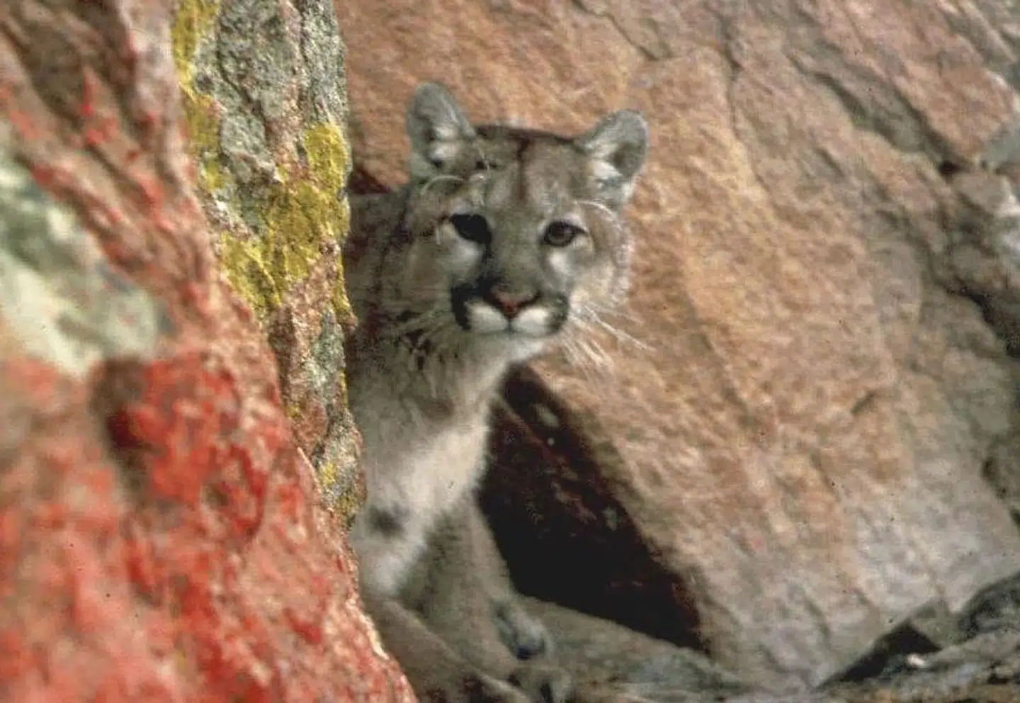 Puma fotograferet i det vestlige USA.