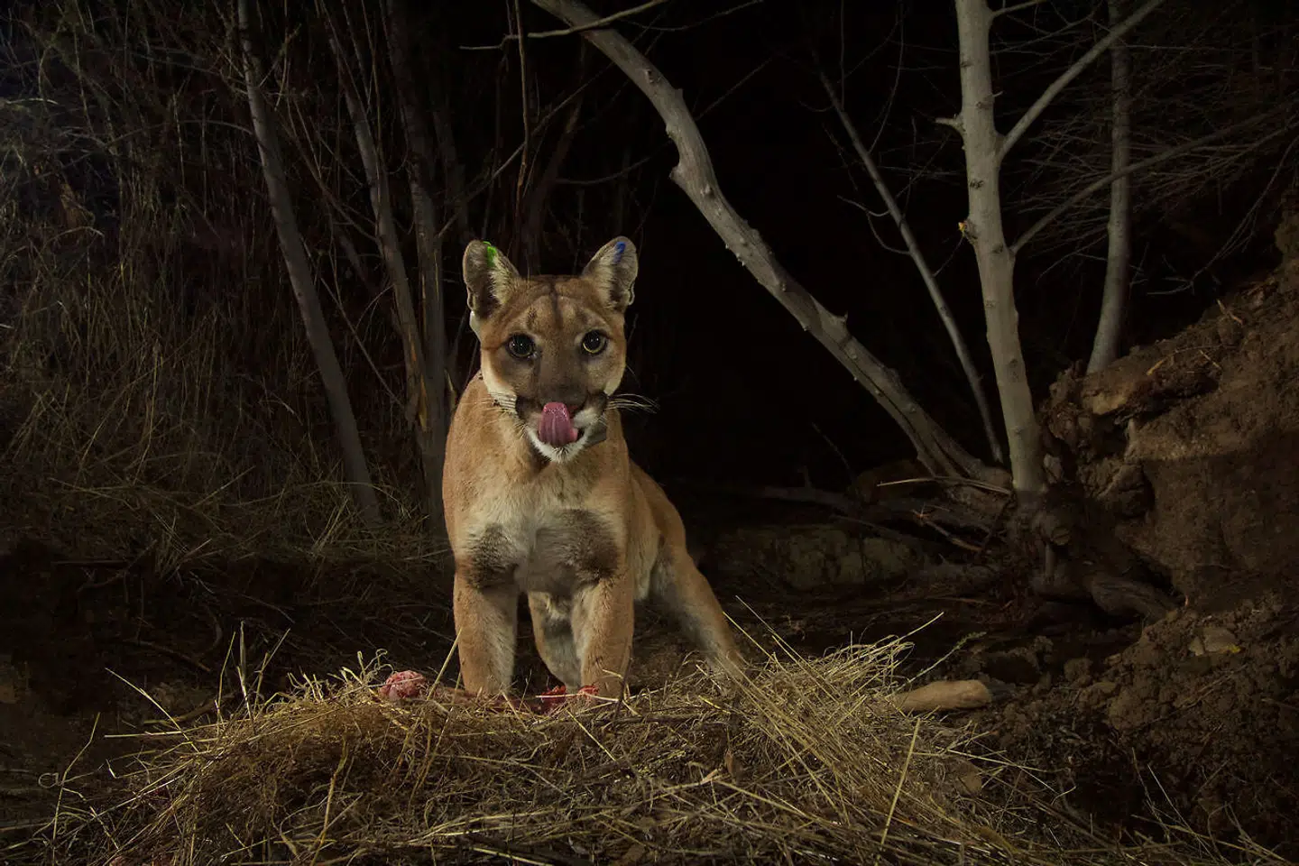 Puma i en bjergkæde i det sydlige Californien.