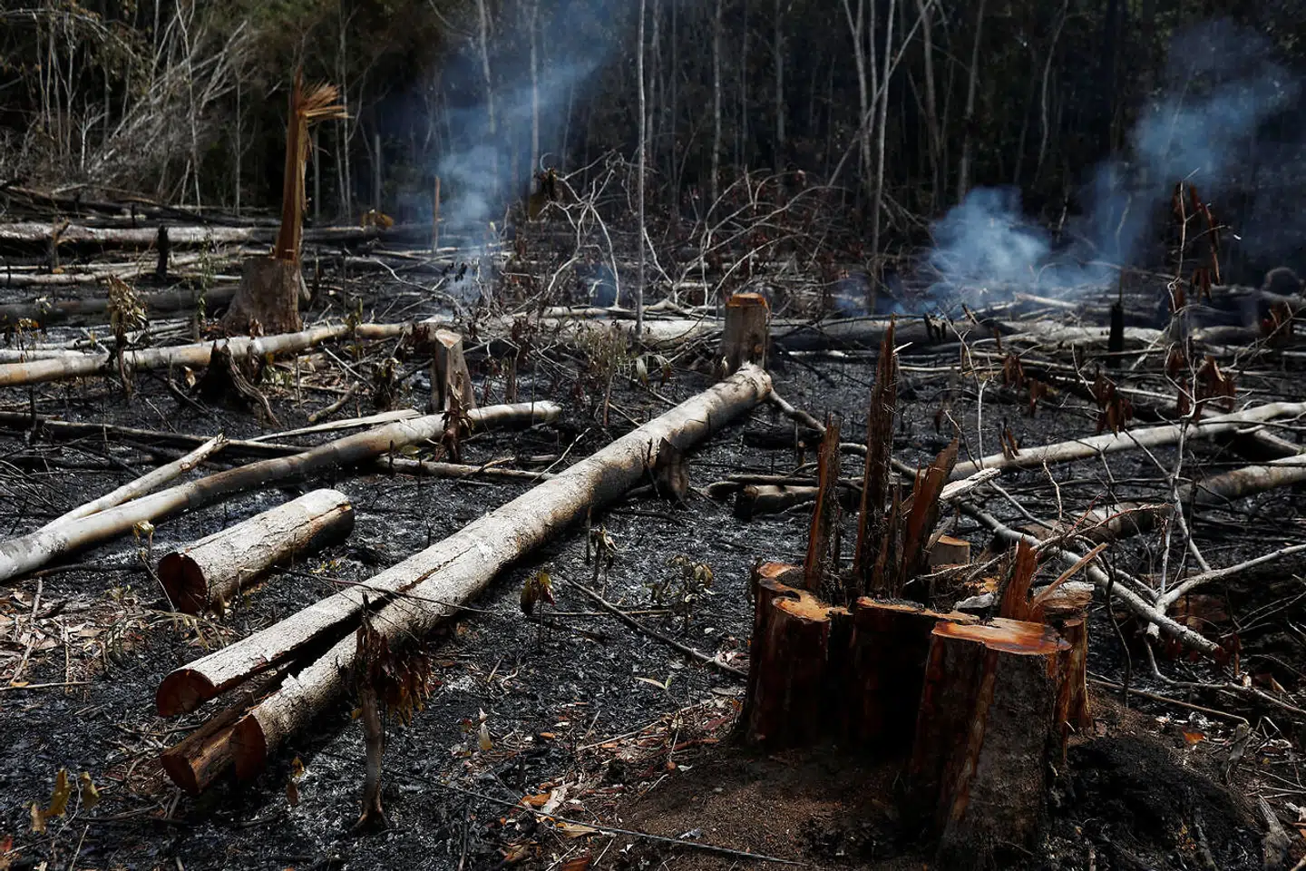 Flere end 73.000 brande har raseret i Brasilien i år. Flere end halvdelen er gået ud over Amazonas.