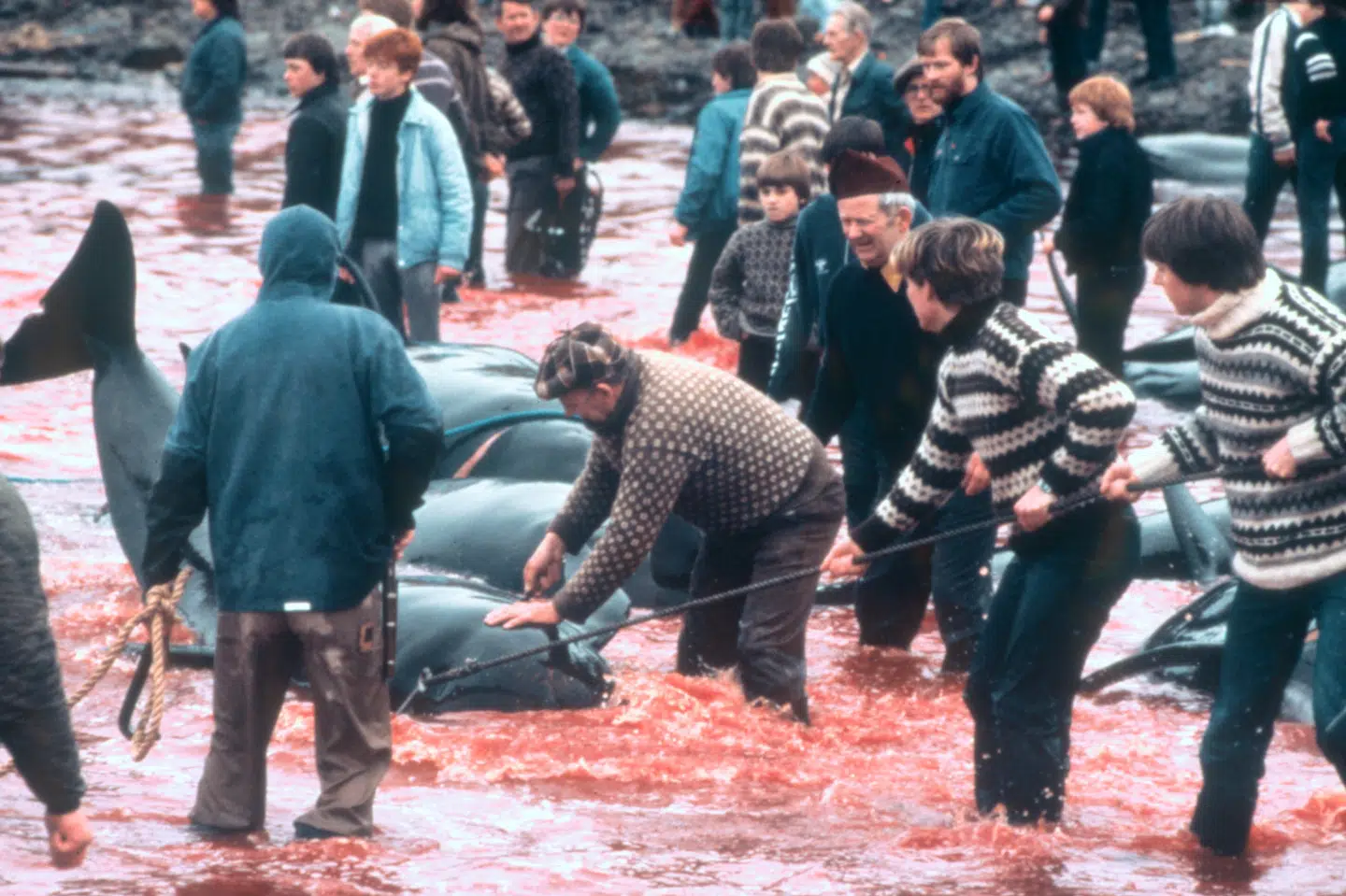 Se hvor slemme de er, synes Brasiliens præsident at sige med video og billeder om hvalfangst i Norge. Men alle optagelserne er fra Færøerne og den årlige fangst af grindehvaler. Præsidenten er vred over, at Norge reagerer kontant på fældning af amazonskovene. (Arkiv) Jørgen Jessen/Ritzau Scanpix