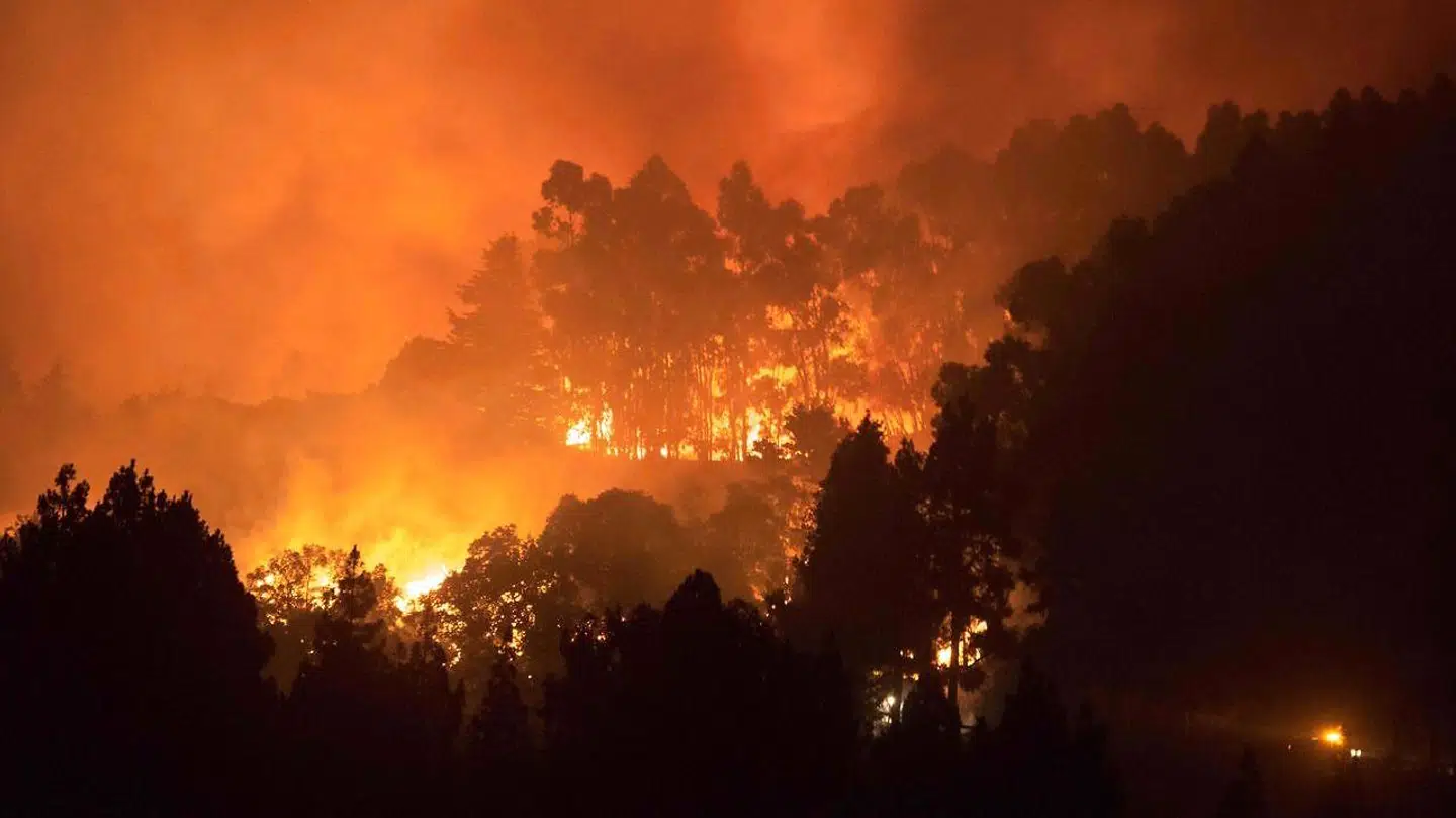 Skovbrande raserer Gran Canaria. (Foto: Desiree Martin/AFP)