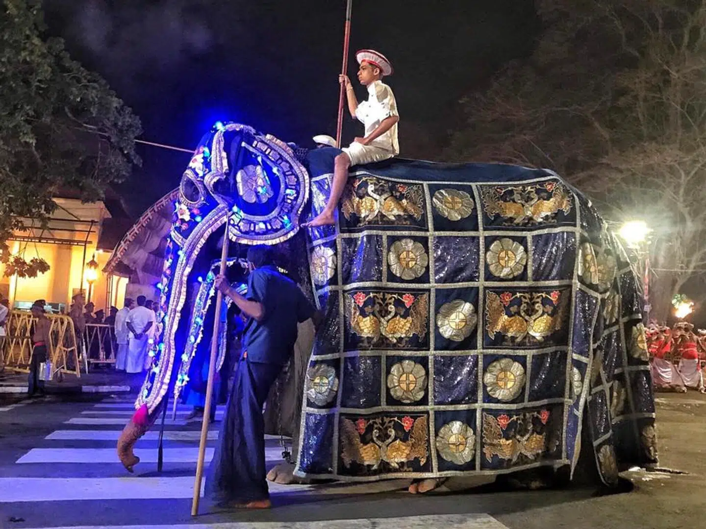 Elefanten skal sammen med 60 andre udklædes og bruges i festivalen Perahera Festival i Sri Lanka.
