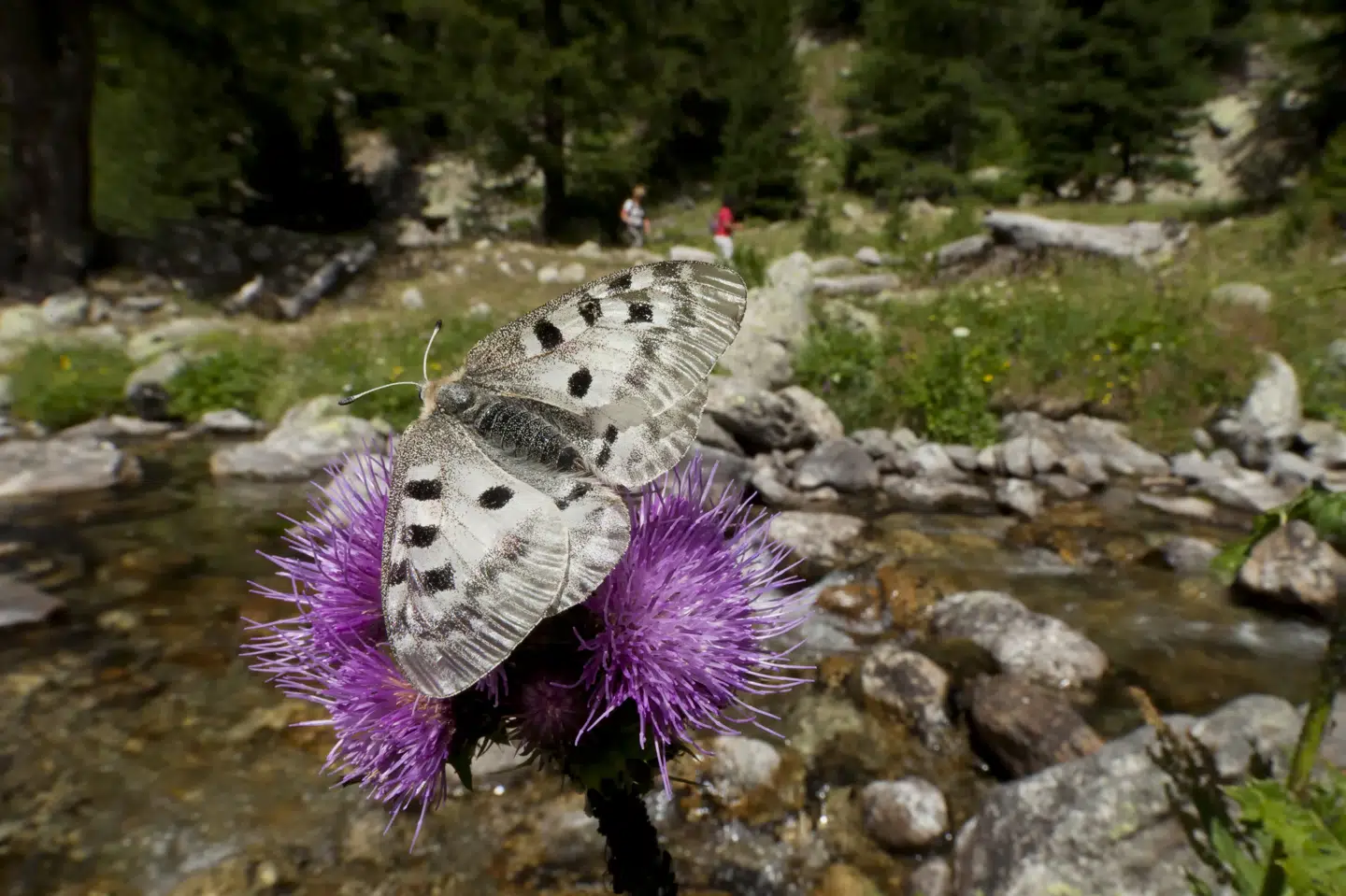 To danske mænd er i Norge blevet taget med 35-40 eksemplarer af apollosommerfuglen (Parnassius apollo). Sommerfuglen optræder på danske og internationale lister over udrydingstruede arter, og en enkelt sommerfugl kan angiveligt indbringe 1000 kroner hos samlere herhjemme.(Arkivfoto). Jakob Arnholtz/Ritzau Scanpix