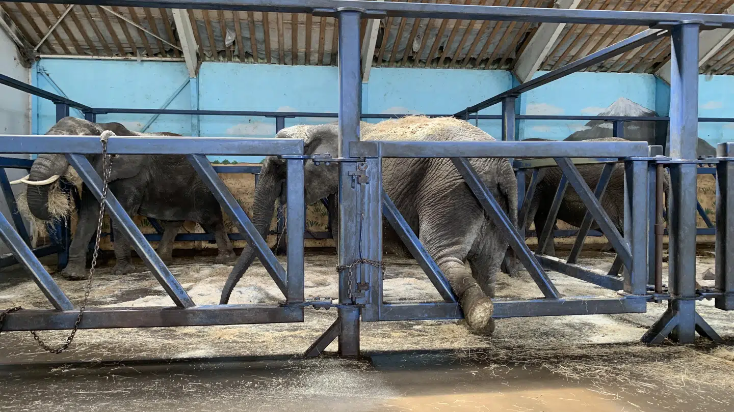 Elefanterne får tiden til at gå med at gå i ring og rokke fra side til side.