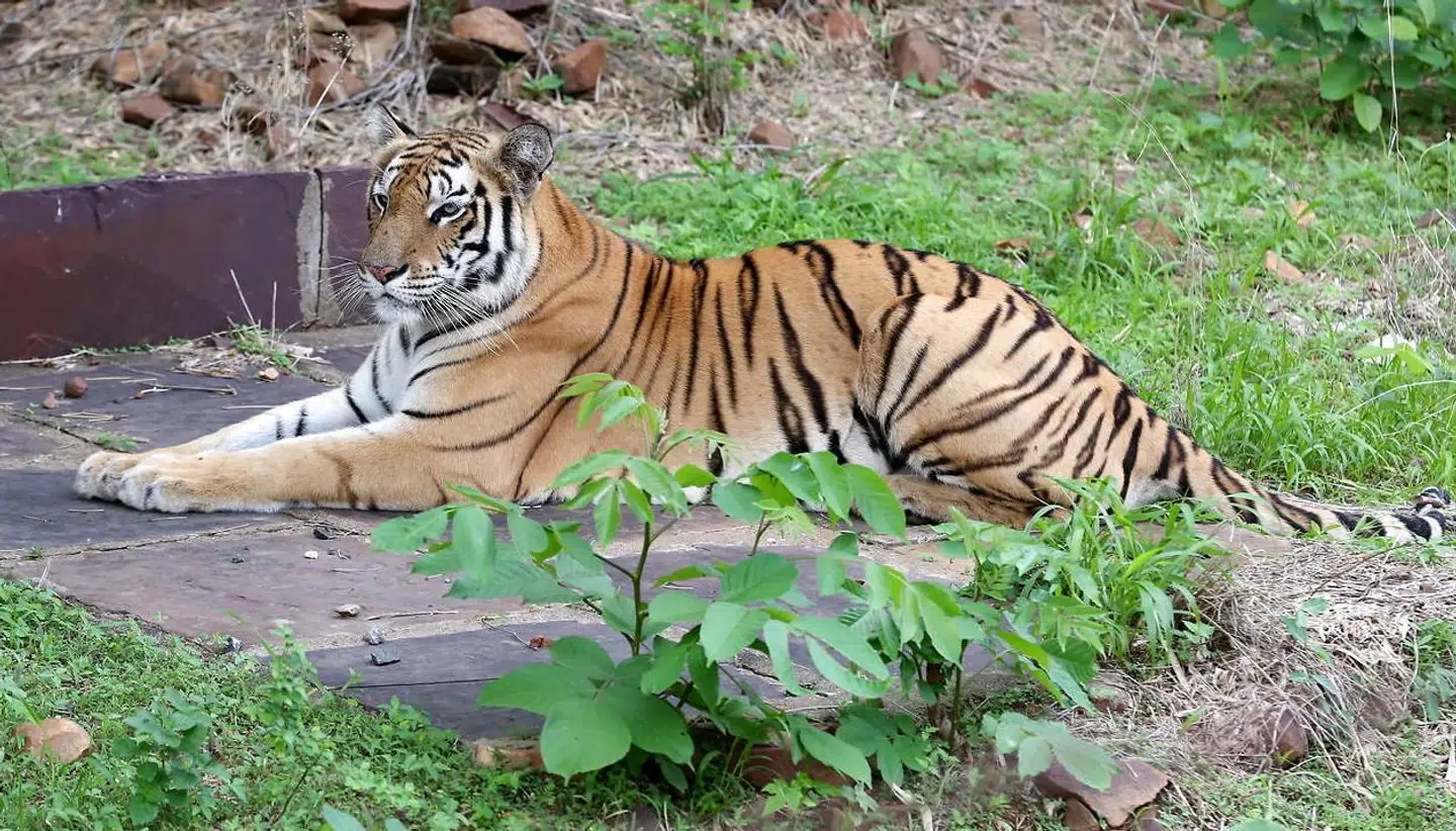Lokale tæskede en tiger ihjel i Uttar Pradesh, Indien. Drabet var hævn for tigerens overfald på ni mennesker.