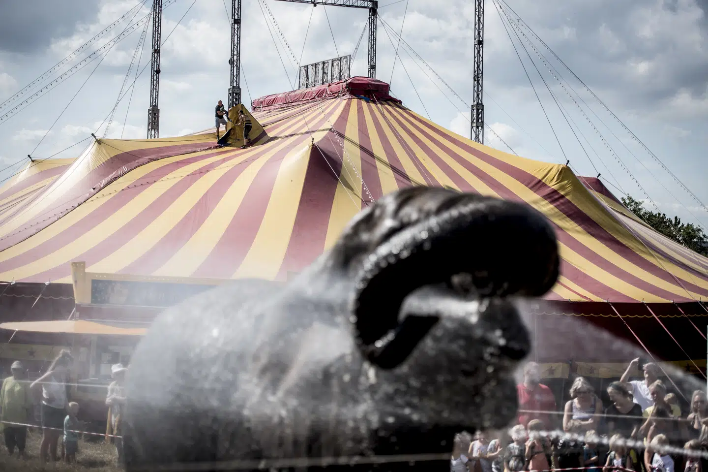 Cirkus Arenas tre elefanter står opstaldet og mistrives. Cirkusset er uenig i den pris, staten vil betale for at købe dem fri. (Arkivfoto) Mads Claus Rasmussen/Ritzau Scanpix