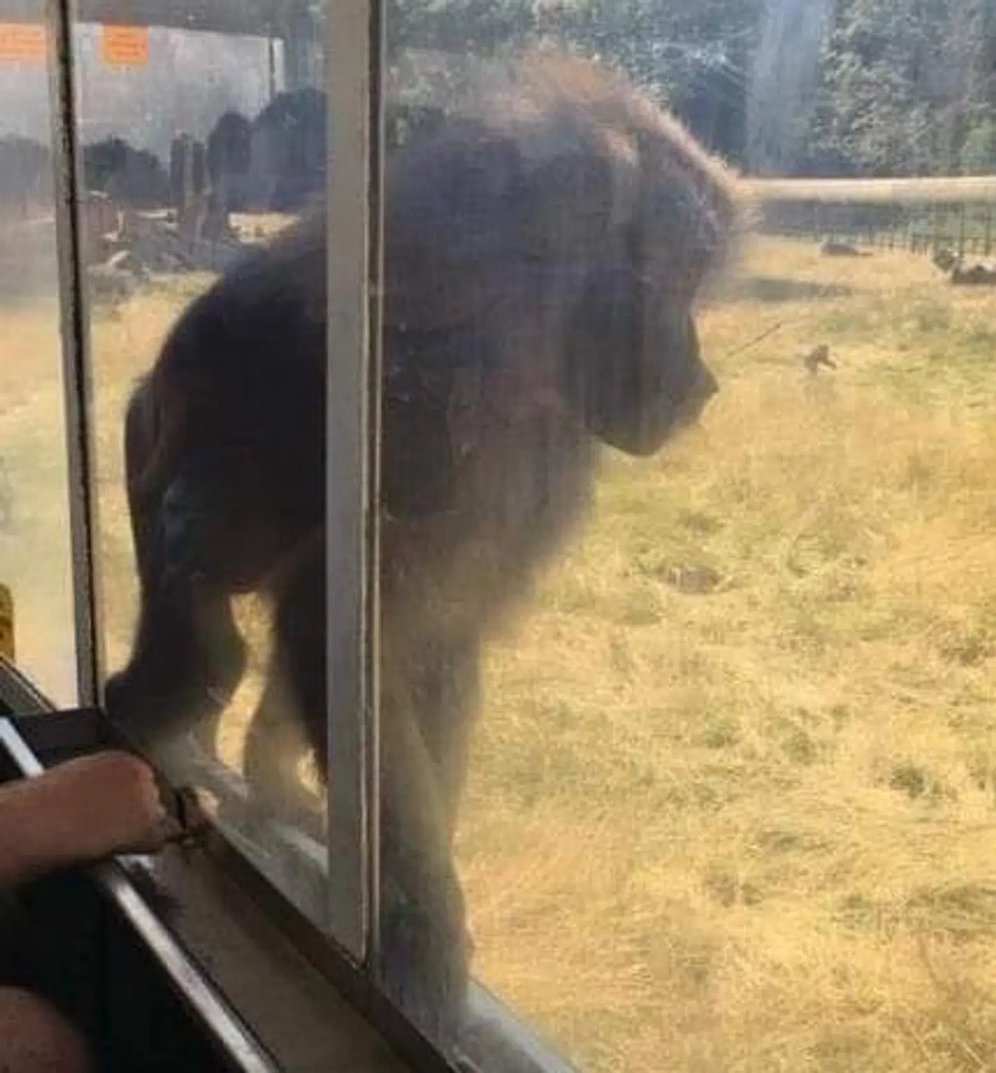 Maria Graff tog dette billede af en abe fra Knuthenborg Safaripark under besøget. Det er ikke aben, som blev kørt over, på billedet.