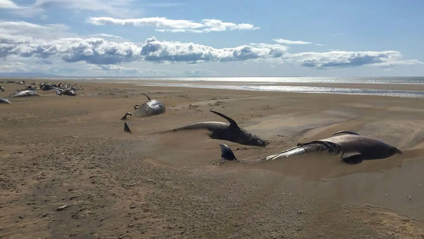 De døde hvaler lå på en lang række.