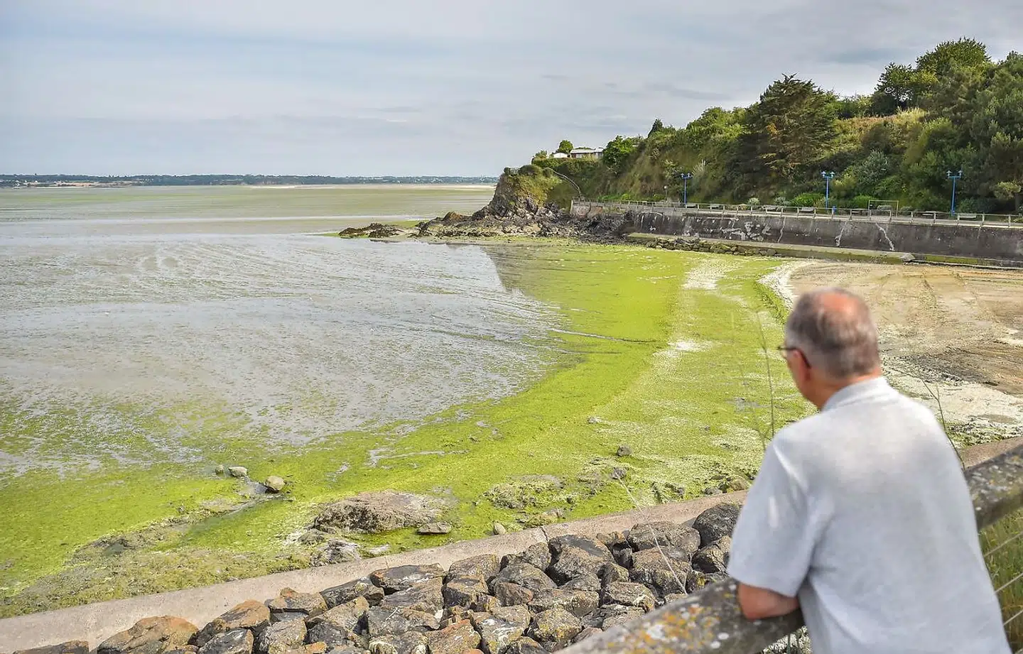 Vallais Strand i det nordvestlige Frankig flyder med giftige grønne alger.