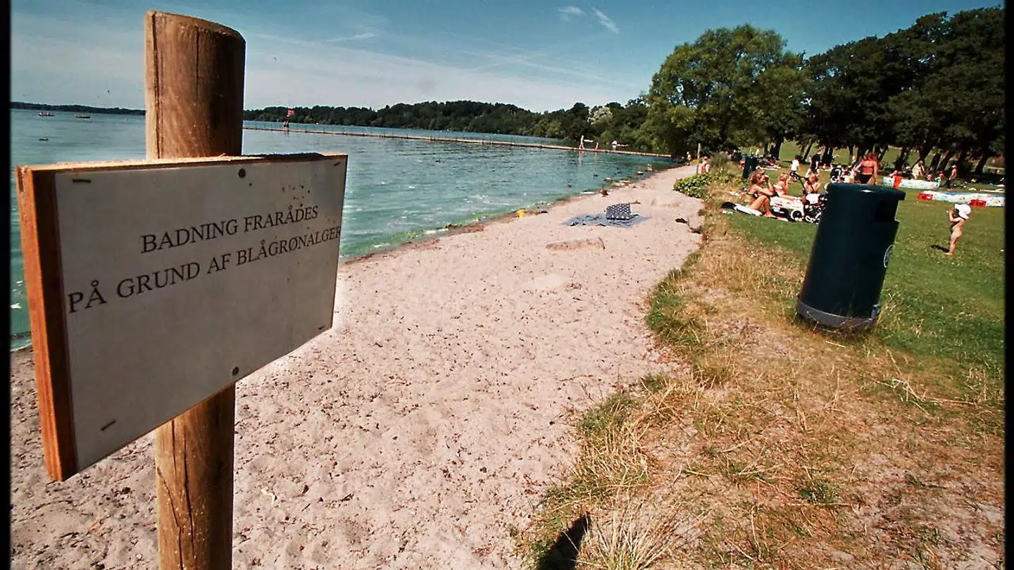 ARKIVFOTO. Skilte som disse er sat op ved Frederiksdal Fribad for at advare badegæster mod blågrønalger.