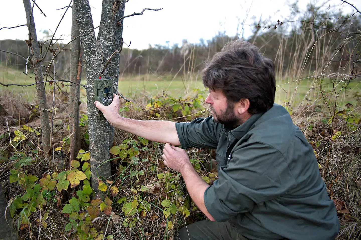 I Nationalpark Thy satte vildtkonsulent Tommy Hansen i 2012 fotofælder op, der skulle kunne afsløre, om ulve var vendt tilbage til Danmark efter 199 år.