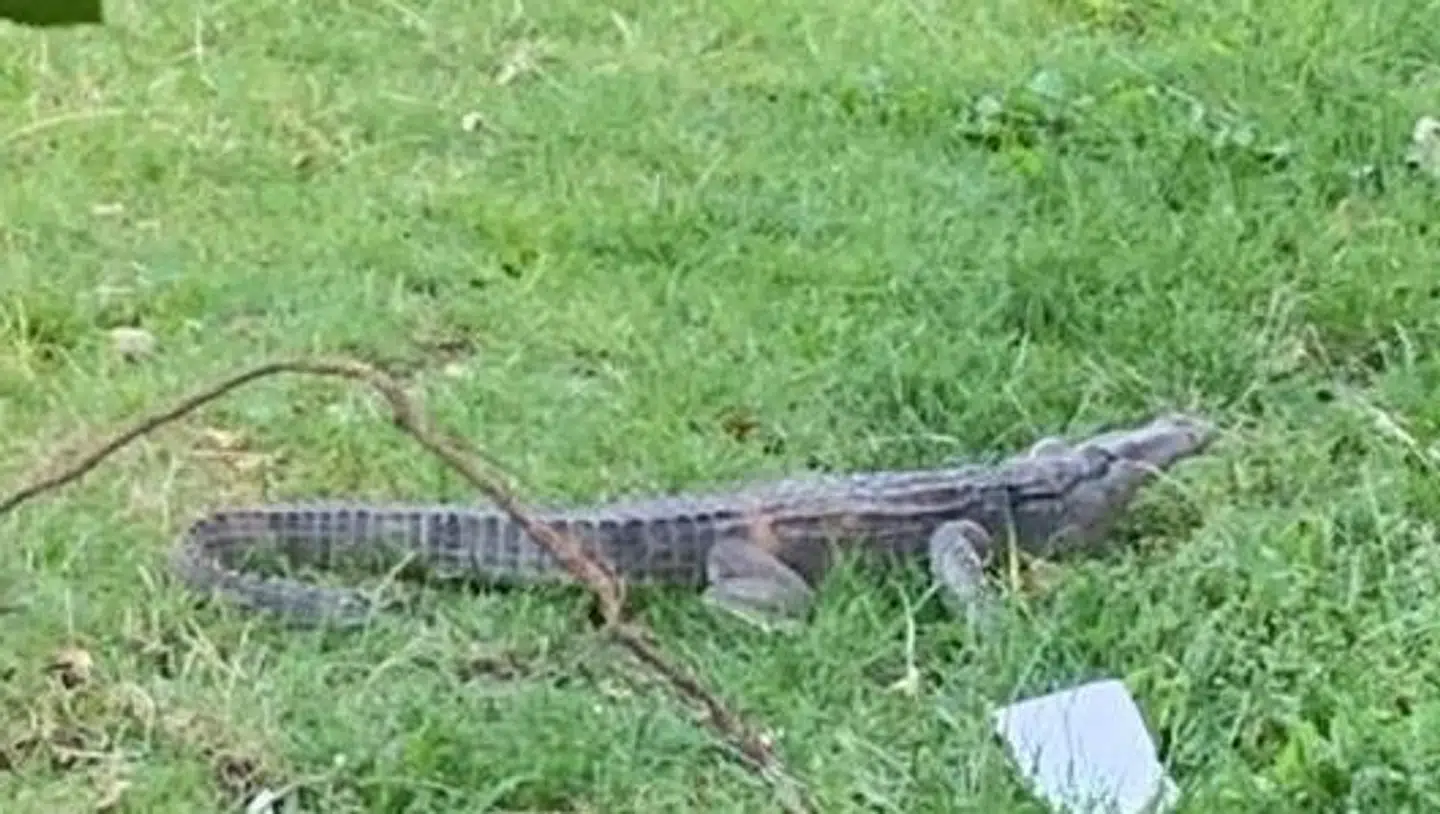 Her ses det billede, Københavns Vestegns Politi fik sendt ind, da de blev kaldt ud til en alligator i Rødovre. Den viste sig at være lavet af plastik.