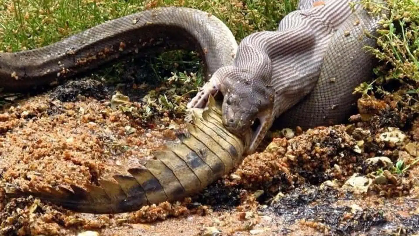 Den australske oliven pytonslange er næste færdig med at spise en ferskvandskrokodille.