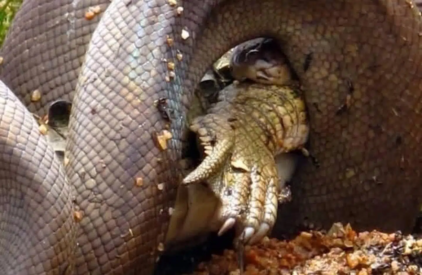 Her er krokodillens fod synlig, mens resten af dyret er på vej ned i maven på pytonslangen.