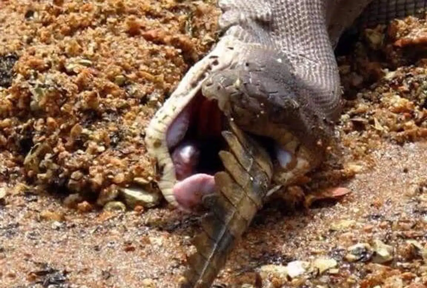 Så er ferskvandskrokodillen næsten slugt.