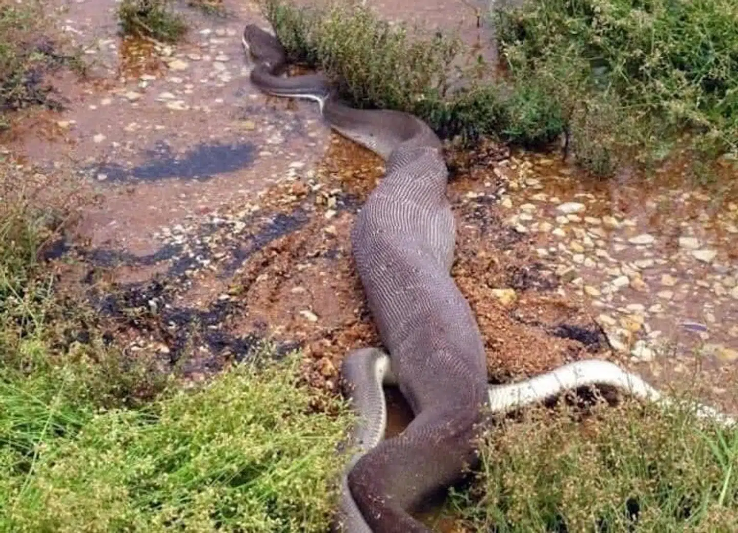 Såda ser en oliven pythonslange ud, når den netop har fortæret en ferskvandskrokodille.