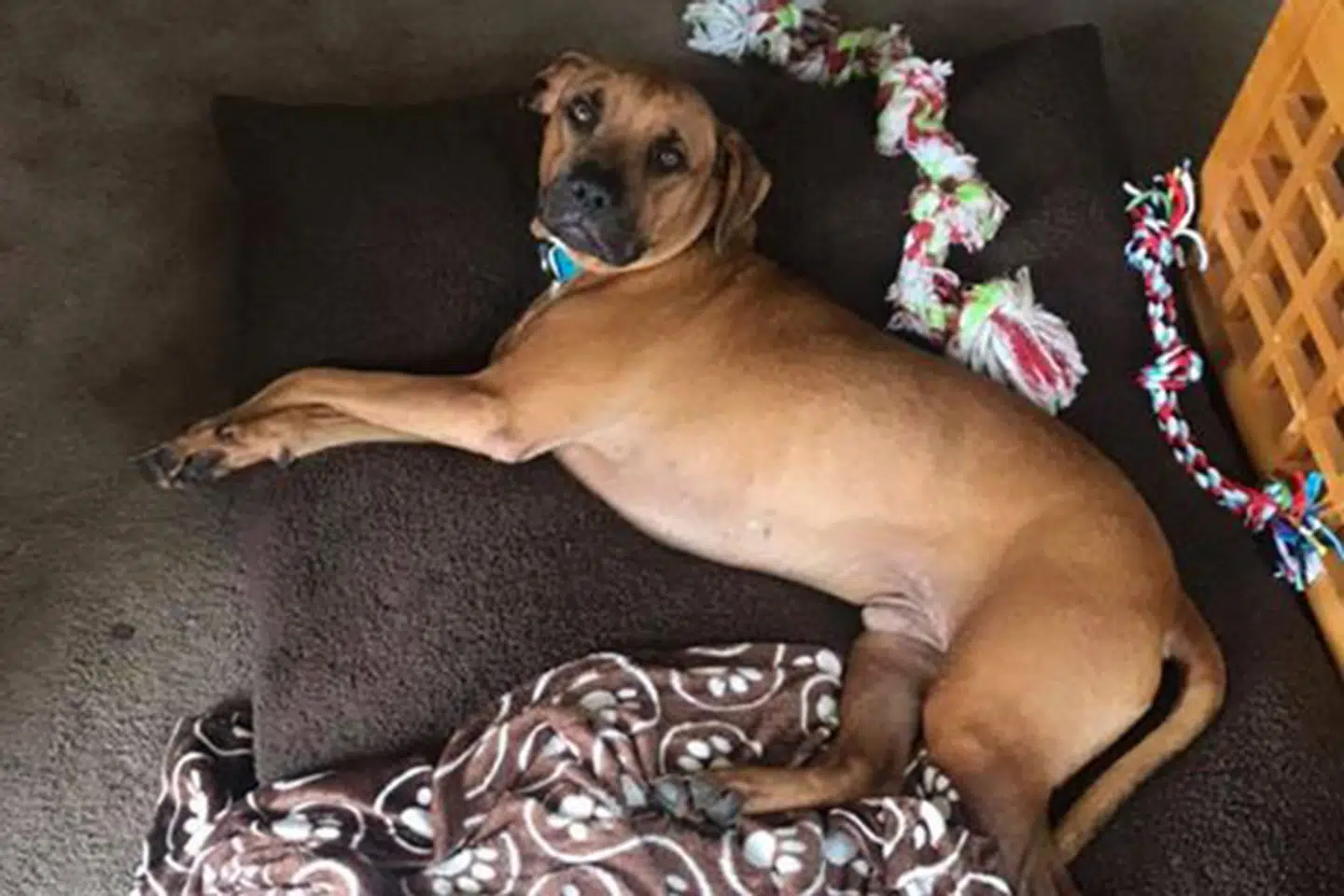 Hunden Jax er endelig hjemme igen.