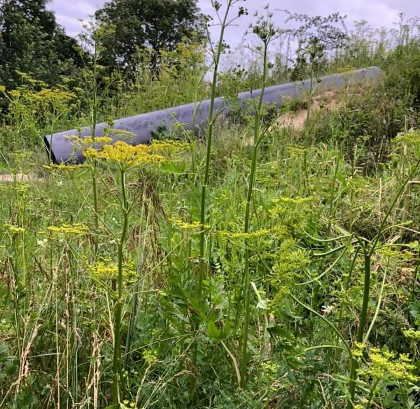 Vild pastinak ses her ved den rutsjebane, som børnene fra Høng Privatskole legede på. Foto: Christian Løvenbalch Jensen
