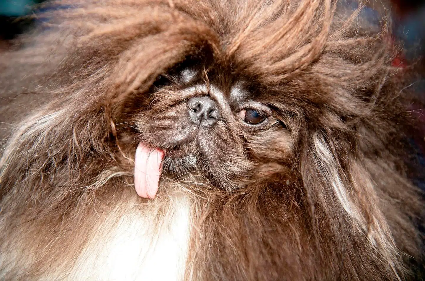Wild Thang, en treårig pekingeser, blev nummer to i konkurrencen.