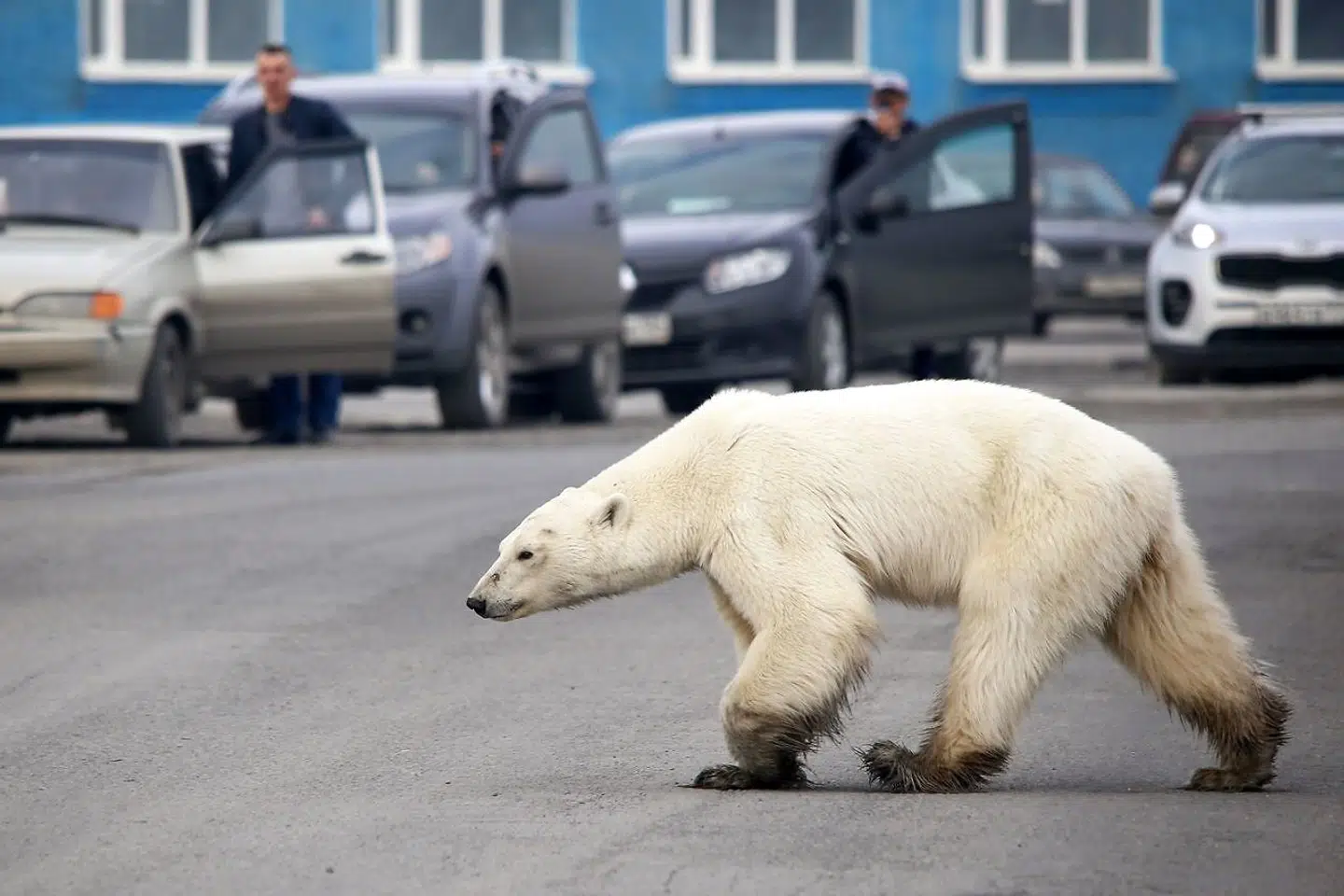 En omvandrende isbjørn ses her i en russisk by 17. juni 2019 - hundreder af kilometer fra dens oprindelig beboelse.