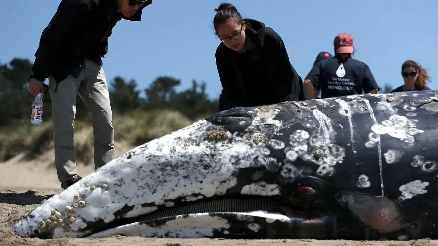 POINT REYES STATION, CALIFORNIA - MAY 25: Beachgoers look at a dead juvenile Gray Whale on Limantour Beach at Point Reyes National Seashore on May 25, 2019 in Point Reyes Station, California. Scientists with The Marine Mammal Center examined the thirteenth Gray Whale that washed up dead on a San Francisco Bay Area beach to try and determine what is killing the whales. Dozens of Gray Whales have been found dead along the Pacific Coast between California and Washington since the beginning of the year, many exhibiting signs of malnutrition. Justin Sullivan/Getty Images/AFP == FOR NEWSPAPERS, INTERNET, TELCOS & TELEVISION USE ONLY ==
