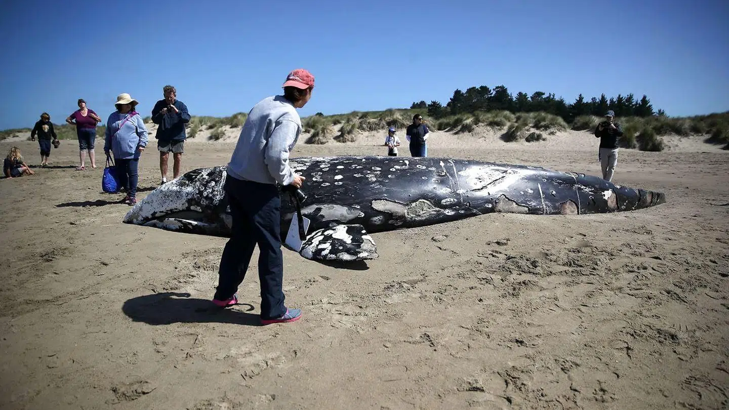 POINT REYES STATION, CALIFORNIA - MAY 25: Beachgoers look at a dead juvenile Gray Whale on Limantour Beach at Point Reyes National Seashore on May 25, 2019 in Point Reyes Station, California. Scientists with The Marine Mammal Center examined the thirteenth Gray Whale that washed up dead on a San Francisco Bay Area beach to try and determine what is killing the whales. Dozens of Gray Whales have been found dead along the Pacific Coast between California and Washington since the beginning of the year, many exhibiting signs of malnutrition. Justin Sullivan/Getty Images/AFP == FOR NEWSPAPERS, INTERNET, TELCOS & TELEVISION USE ONLY ==