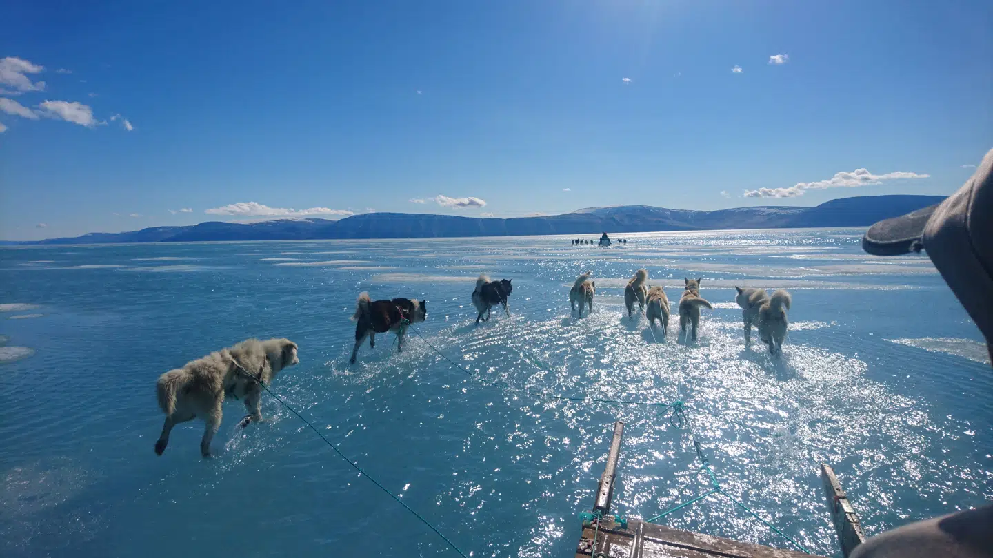 Slædehunde i vand. Torsdag var der 16 grader varmt i det nordøstlige Grønland.