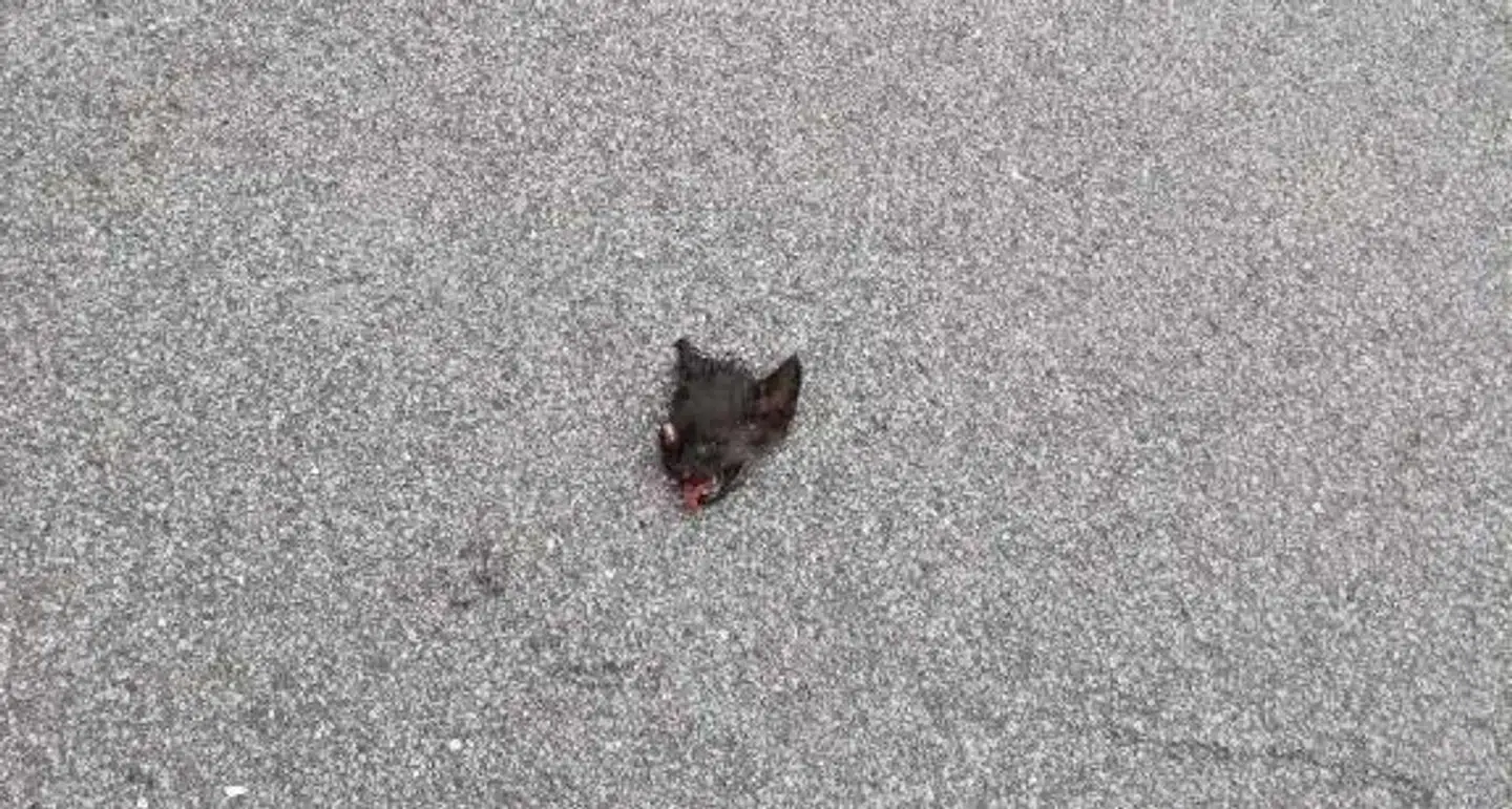 Dette syn mødte en beboer i Greve Strand. Kattepatruljen efterlyser vidner og kan træffes på tlf 42951864. Foto: Privat.
