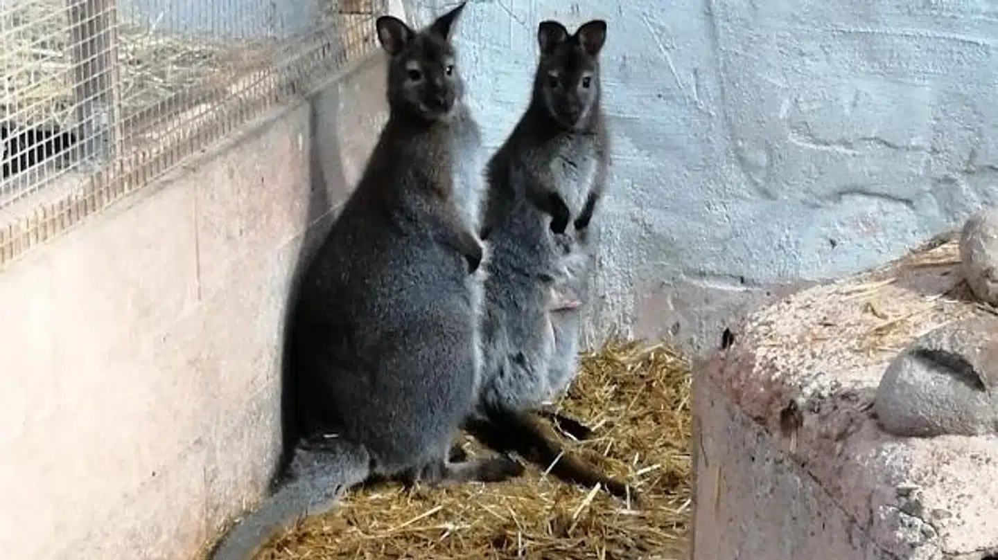Her ses de to forsvundne kænguruer, Hr og Fru Bennett. Foto: Privatfoto