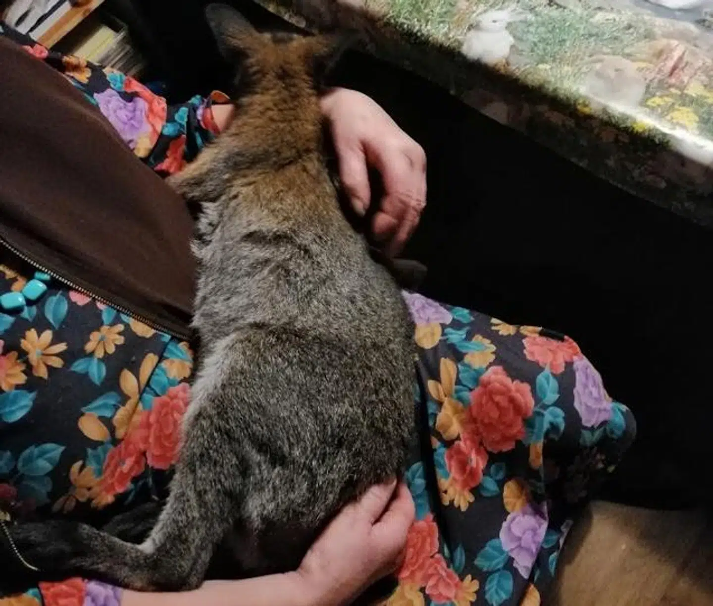 Her ses lille Hopla. Foto: Privatfoto