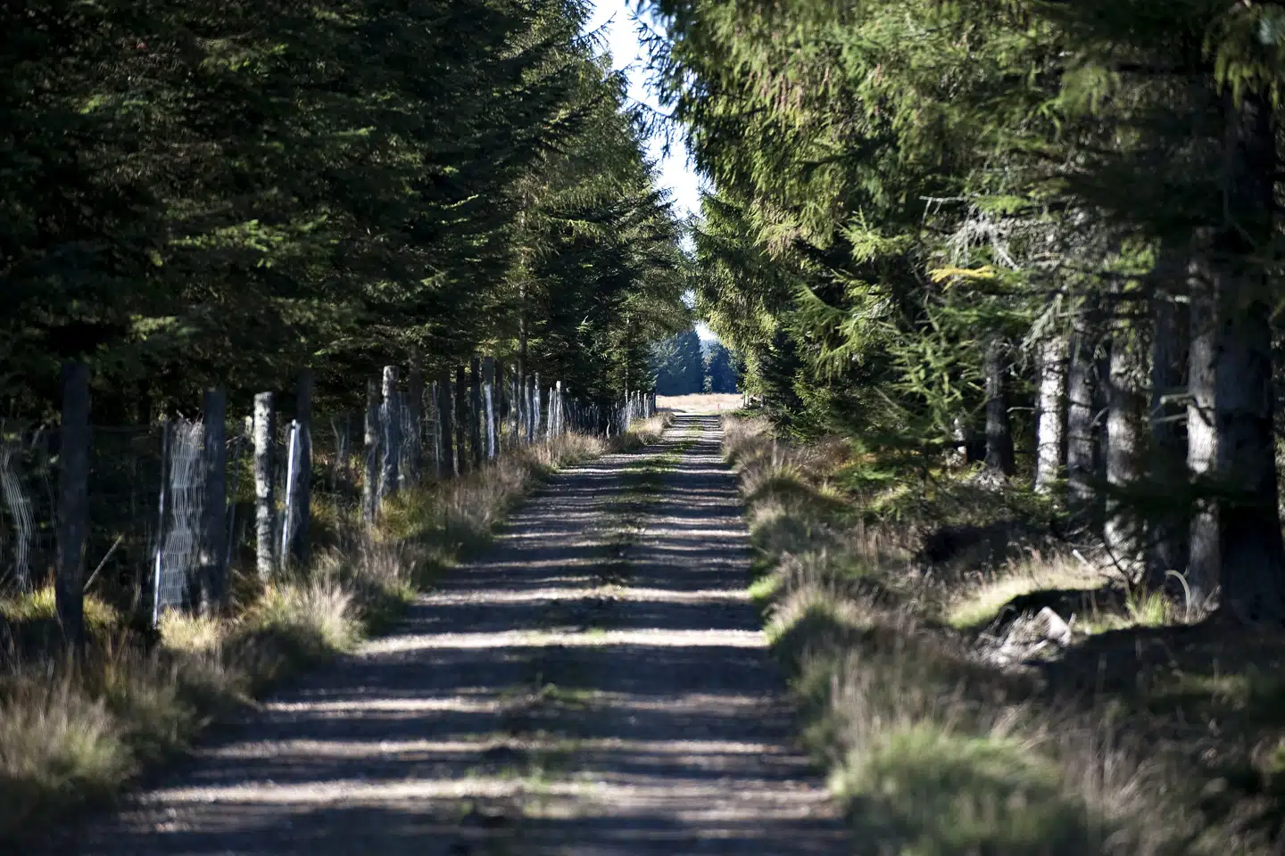 Naturtilstanden i de danske skove er dårlig, og flere skovtyper oplever tilbagegang i biodiversiteten. På billedet ses Klosterhedens Plantage. (Arkivfoto). Henning Bagger/Ritzau Scanpix