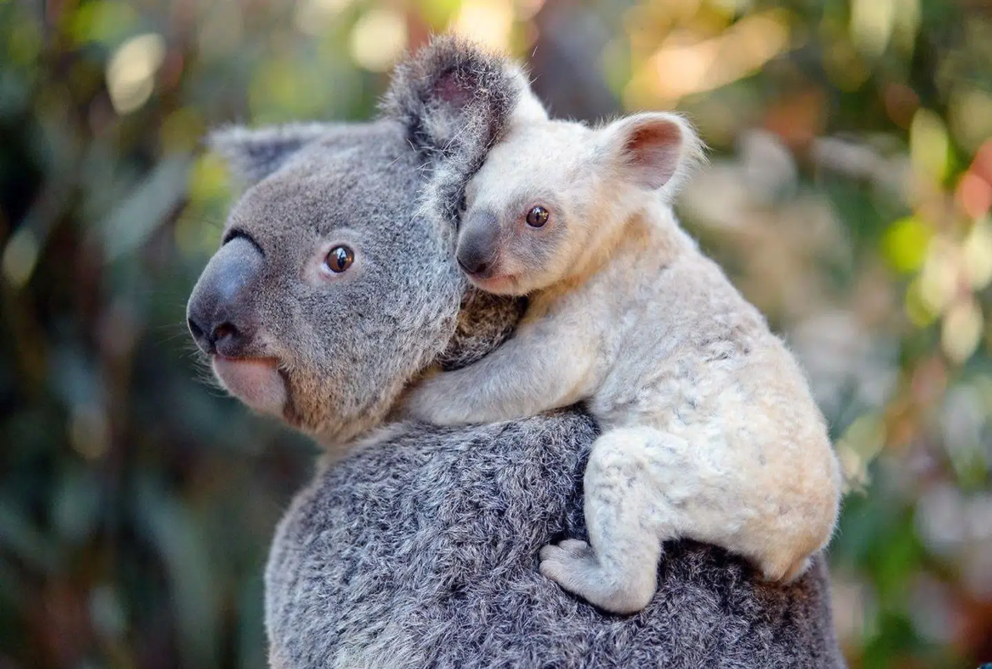 De australske koalabjørne er presset i den australske natur. Her ses et sjældent hvidt eksemplar på ryggen af sin mor i Australia Zoo, Beerwah. Arkivfoto.