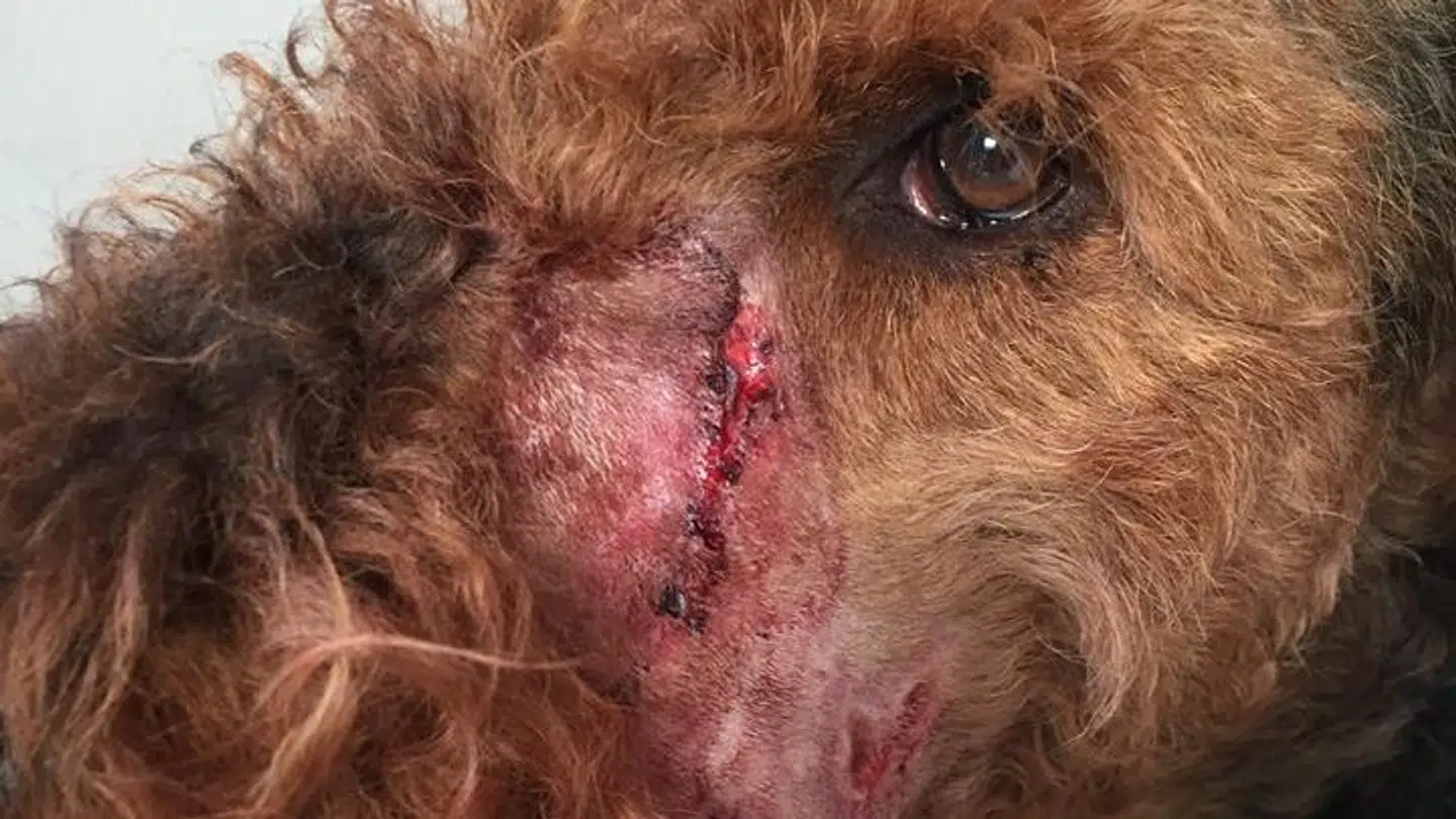 Her er hunden Tox, der blev bidt af en anden hund.